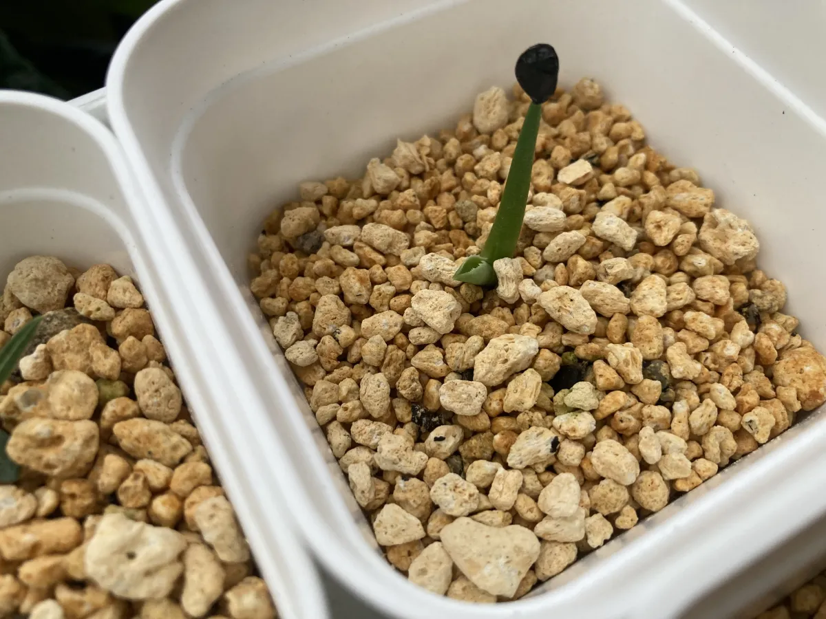 Agave gracilipes (アガベ グラシリペス)