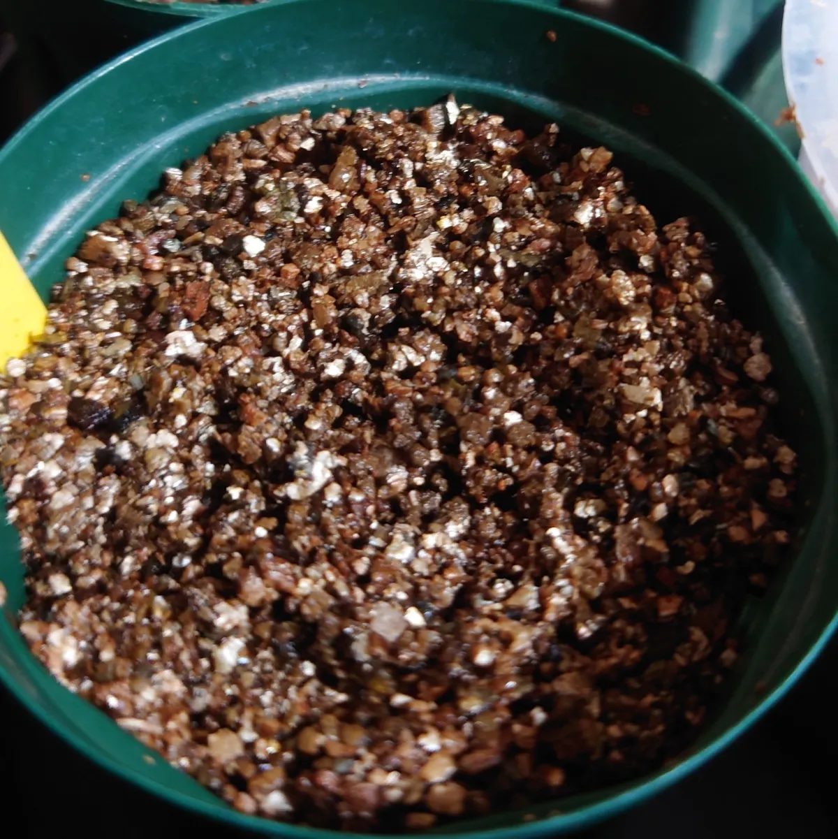 Bursera fagaroides (ブルセラ ファガロイデス)