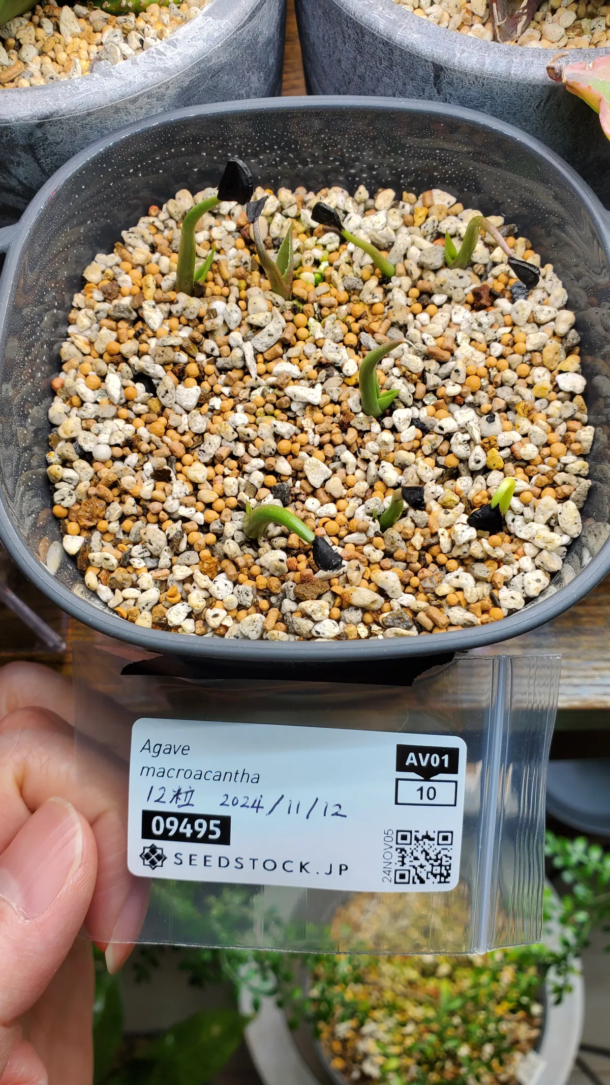 Agave macroacantha (アガベ マクロアカンサ 八荒殿)