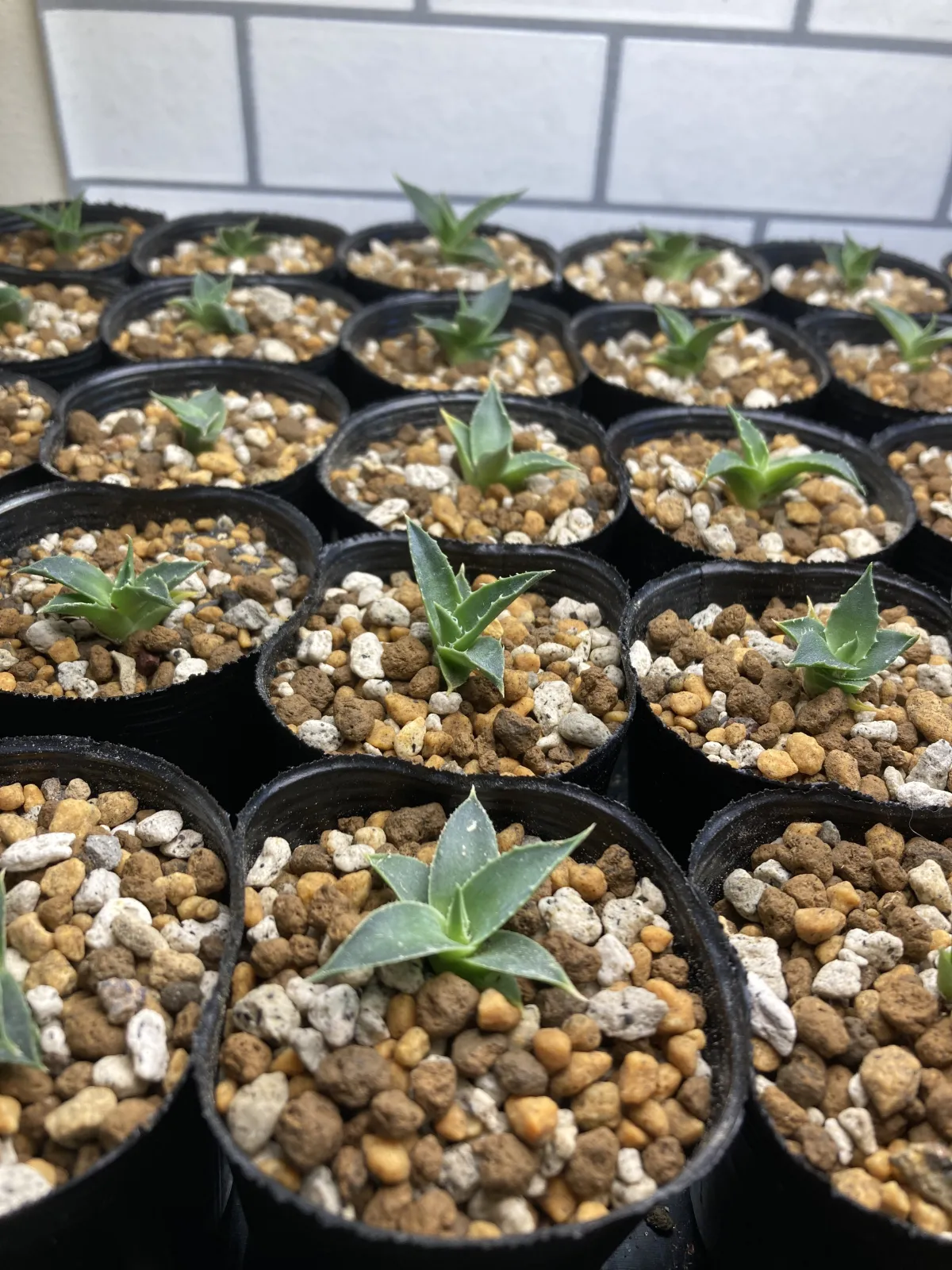 Agave utahensis var. eborispina (アガベ エボリスピナ)