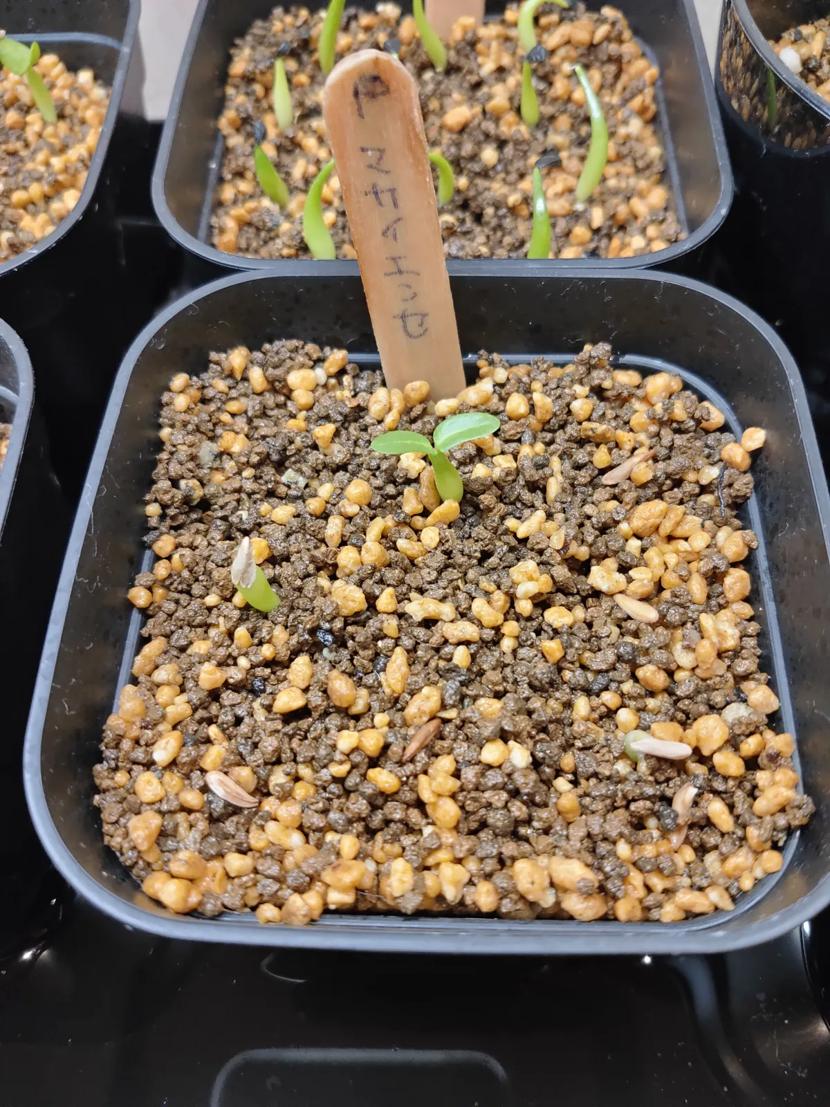 Pachypodium rosulatum subsp. makayense (パキポディウム マカイエンセ)