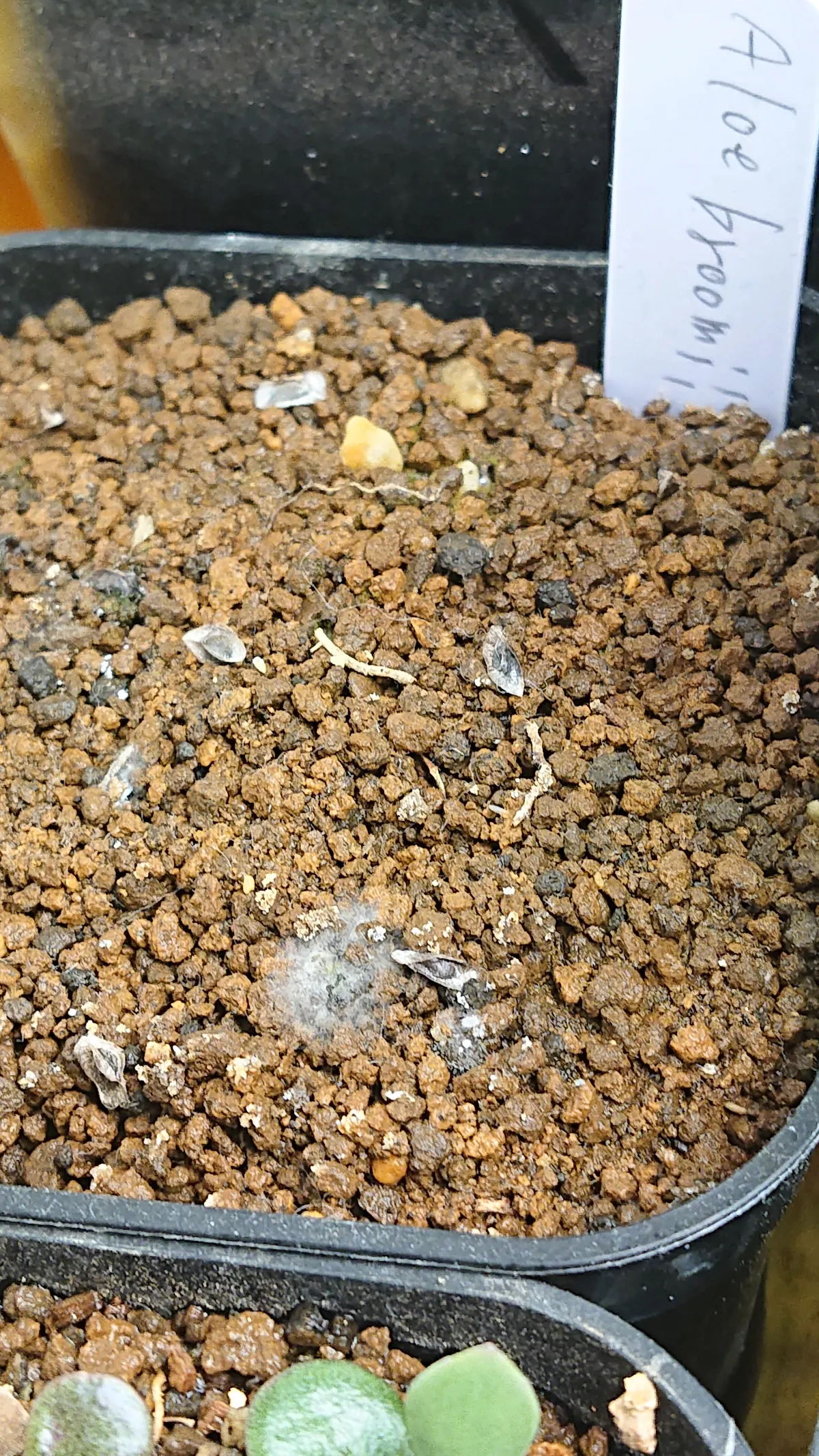 Aloe broomii (アロエ ブルーミー)