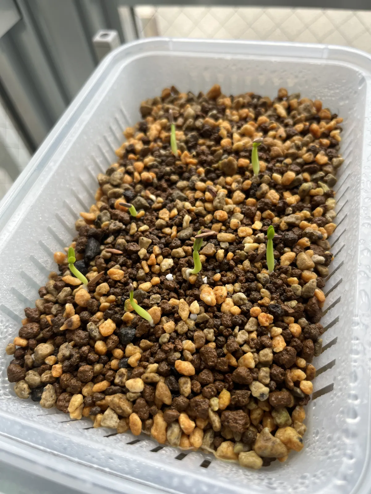 Pachypodium rosulatum var. gracilius (パキポディウム グラキリス)