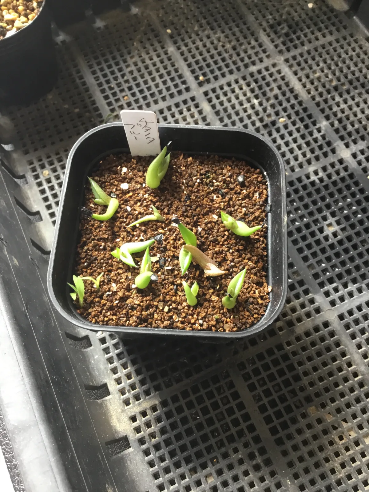 Agave titanota 'Blue' (アガベ チタノタブルー)