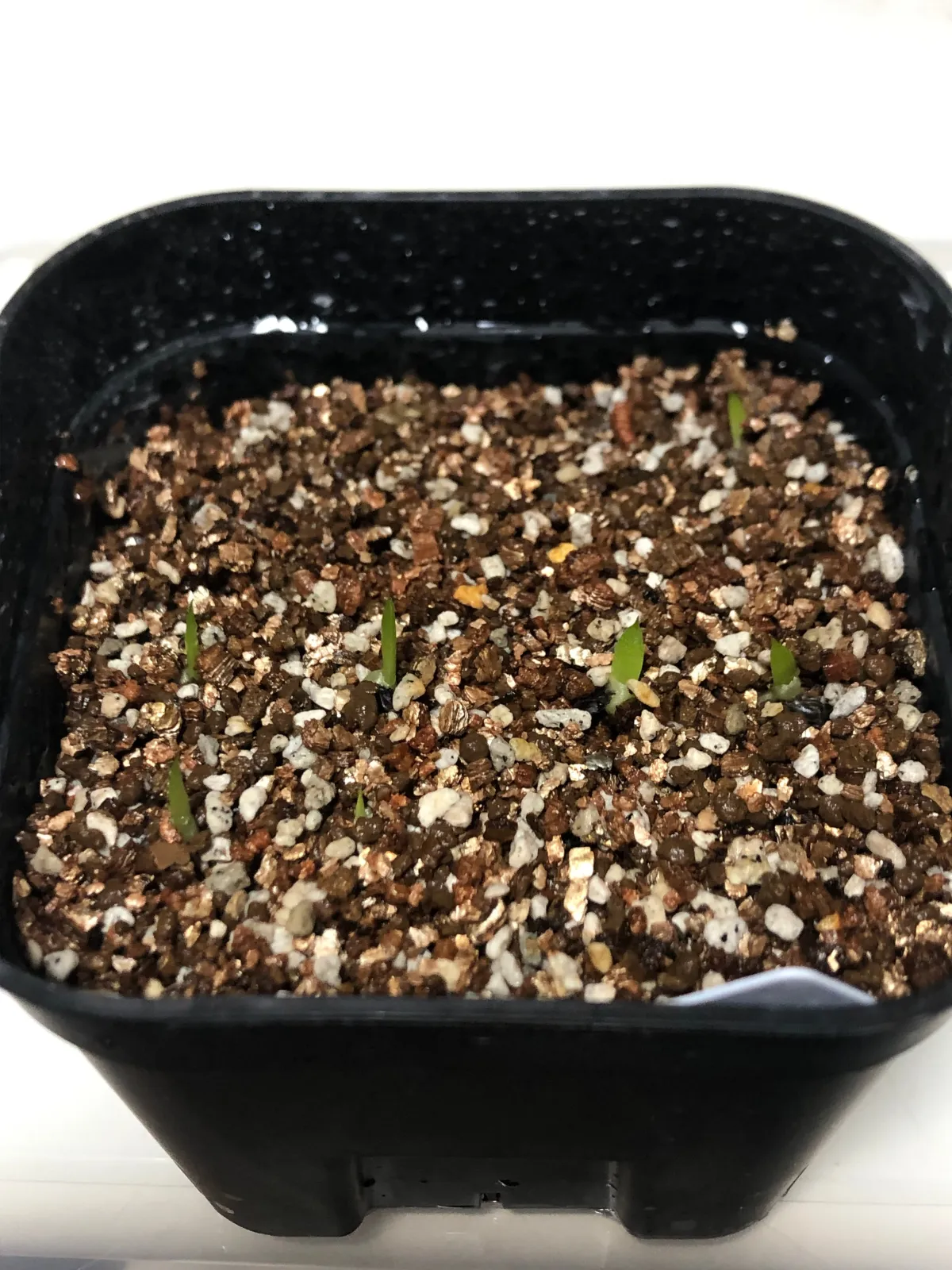 Aloe aculeata (アロエ アクレアータ)