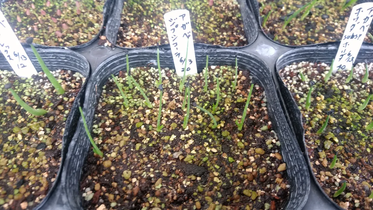 Agave gypsophila (アガベ ジプソフィラ)