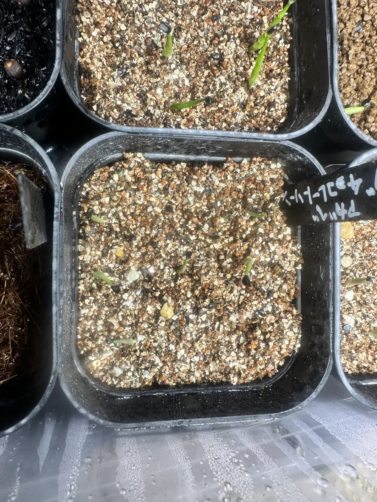 Agave horrida 'Chocolate Thorn' (アガベ ホリダ チョコレートソーン)