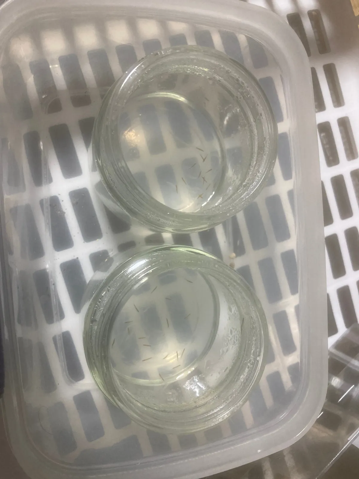 Tillandsia incarnata (ティランジア インカルナータ)