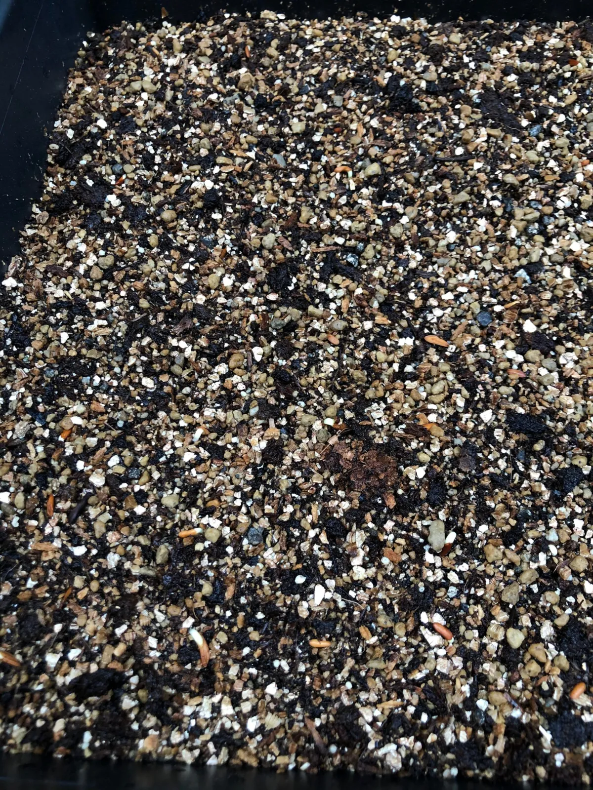 Aloe peglerae (アロエ ペグレラエ)