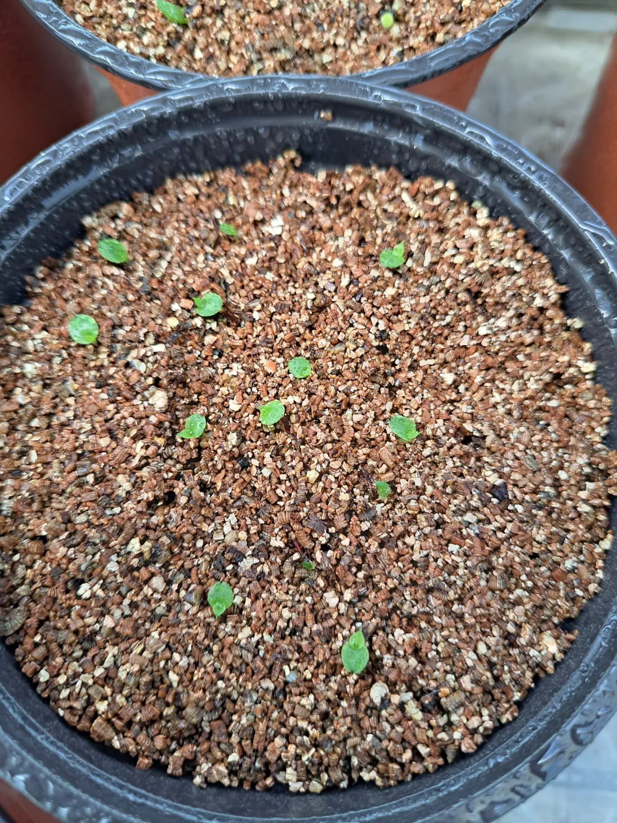 Hechtia glomerata (ヘクチア グロメラータ)