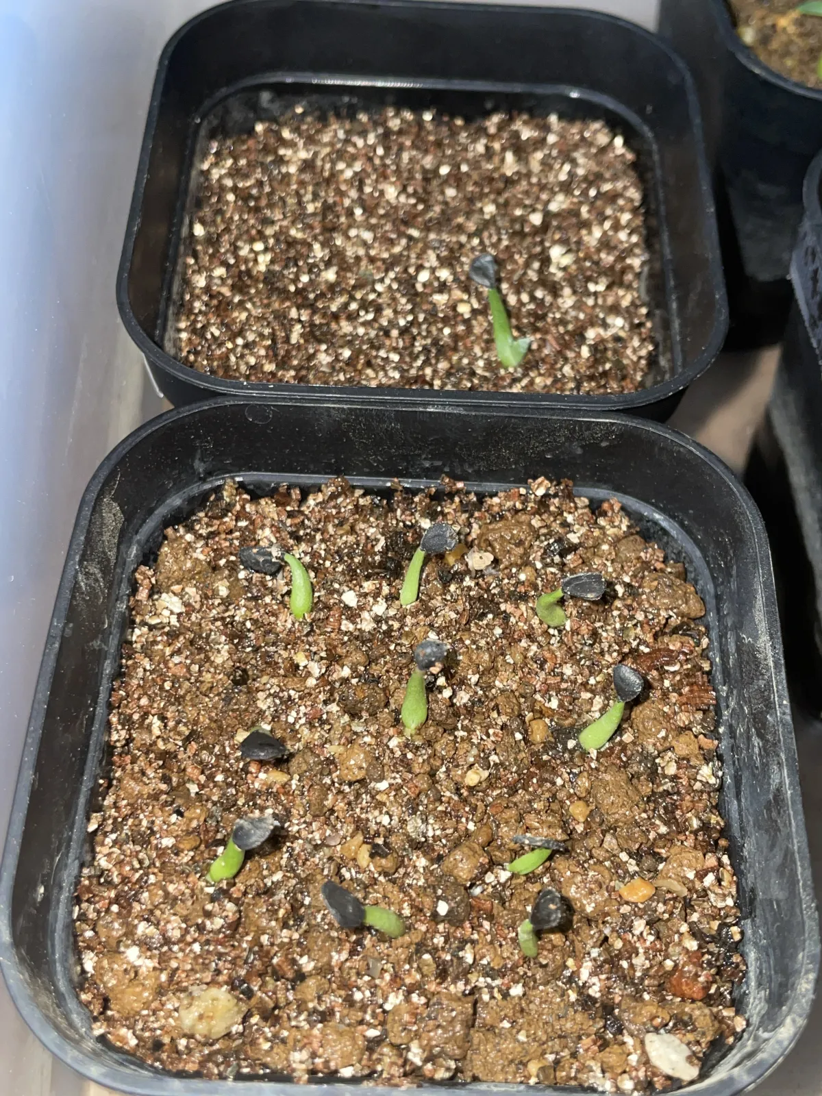 Agave mckelveyana (アガベ マッケルベヤナ)