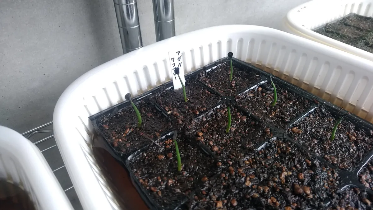 Agave wocomahi (アガベ ワコマヒー)