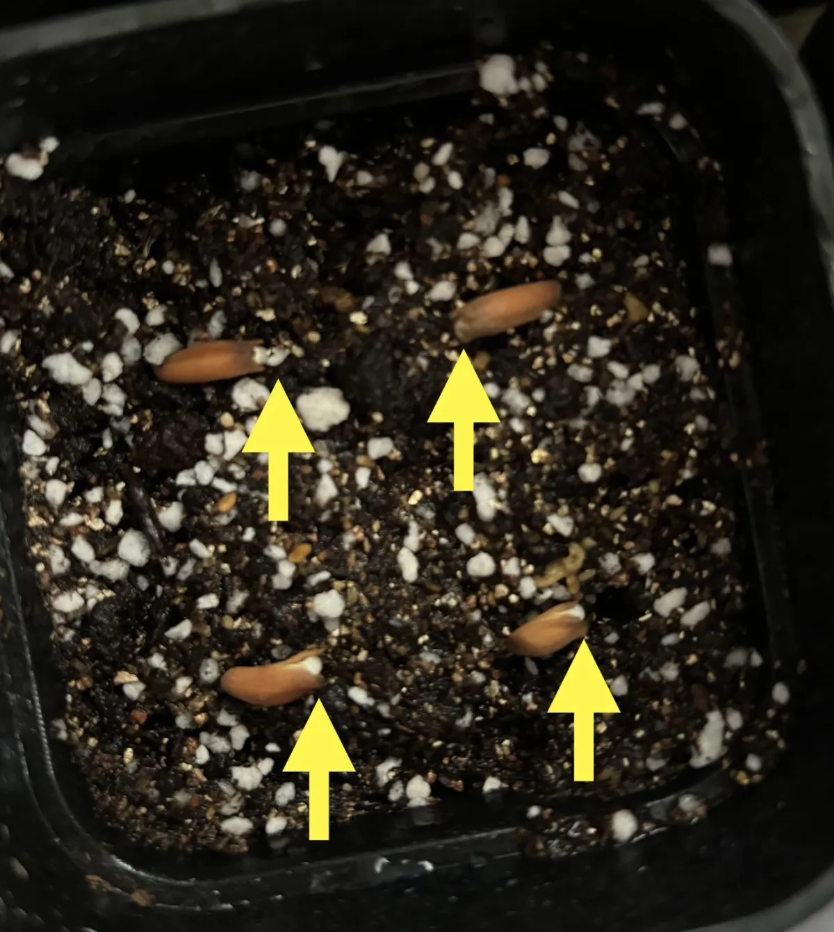 Adenium arabicum Black Stem (アデニウム アラビカム ブラックステム)