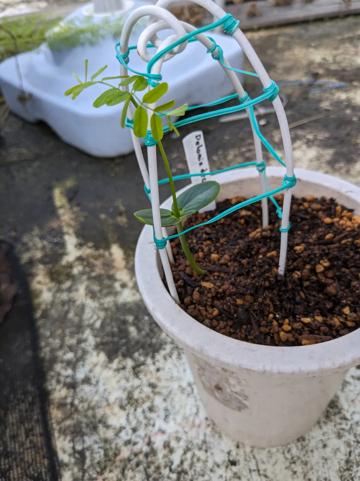 Delonix decaryi (デロニクス デカリー)