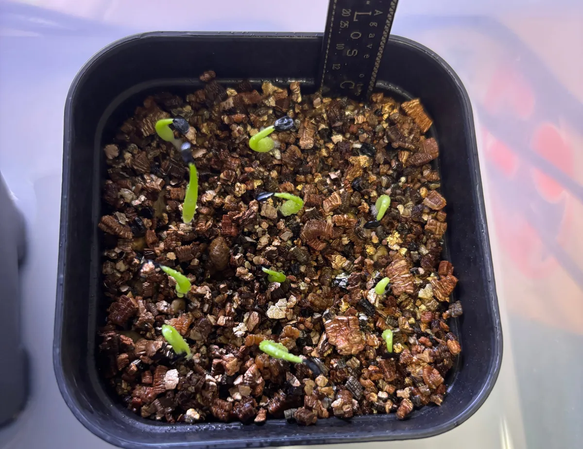 Agave oteroi 'Los Cues' (アガベ オテロイ ロス・クエス)