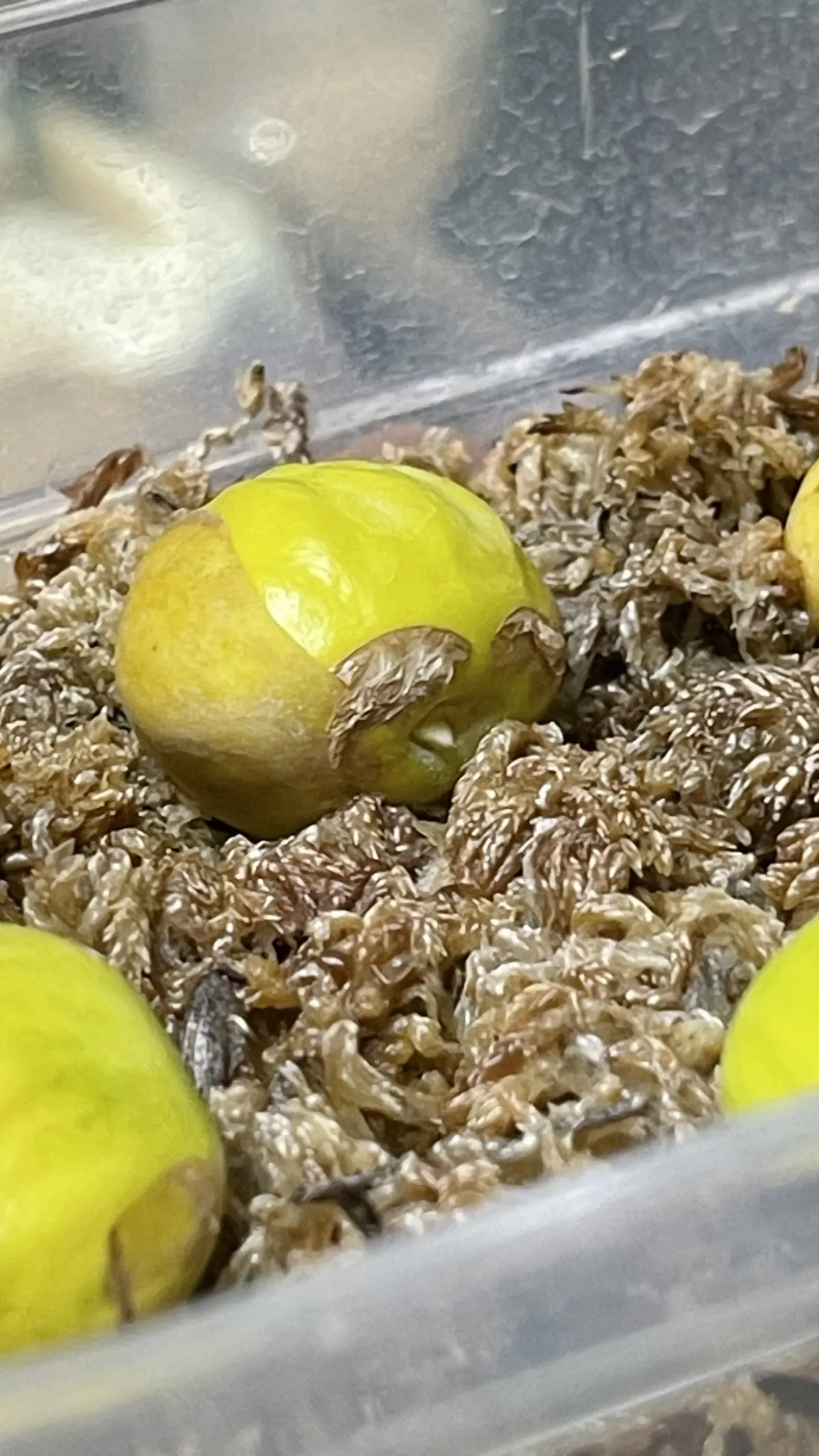 Cycas siamensis (サイカス サイアメンシス)