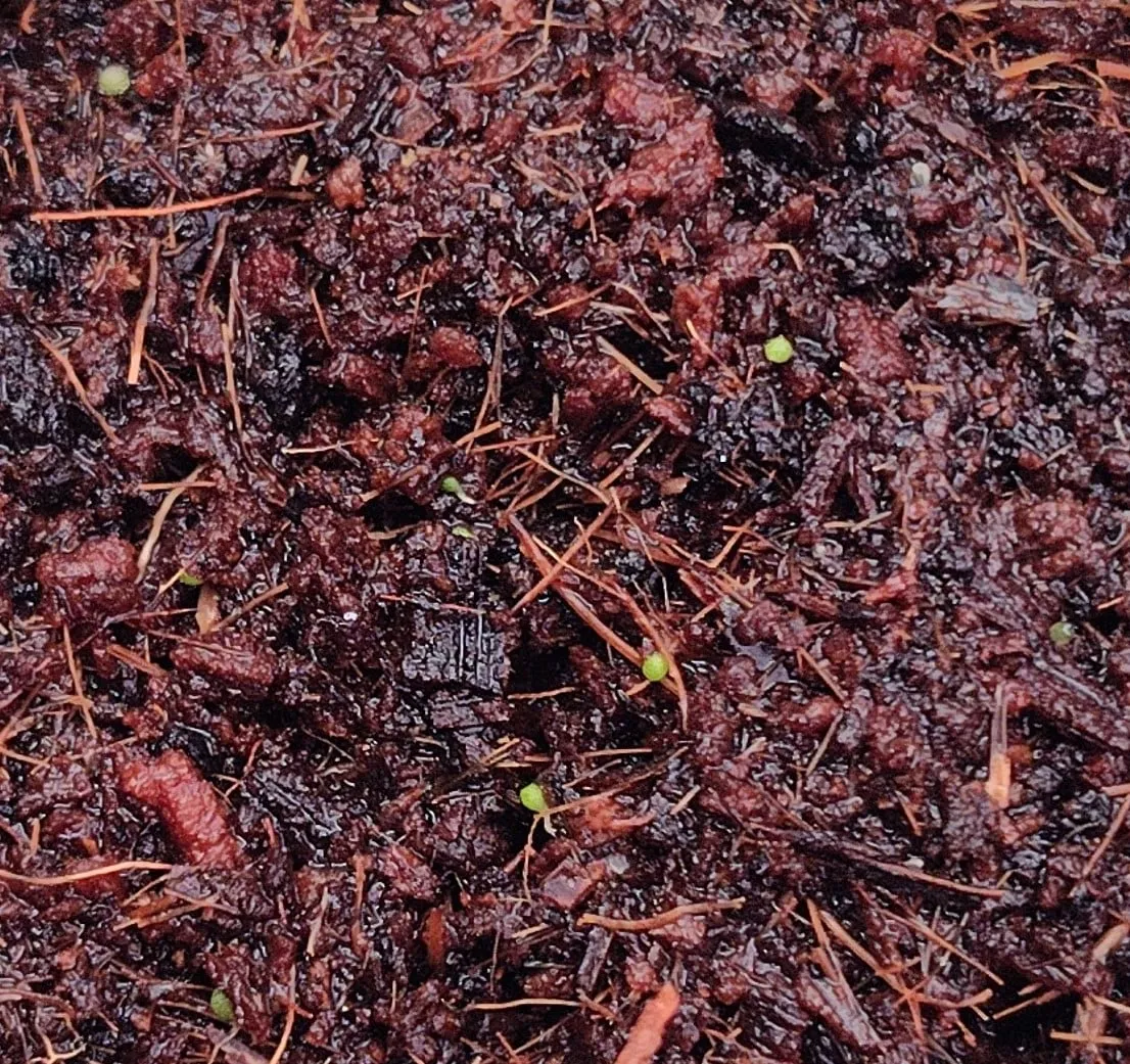 Conophytum burgeri (コノフィツム ブルゲリ)