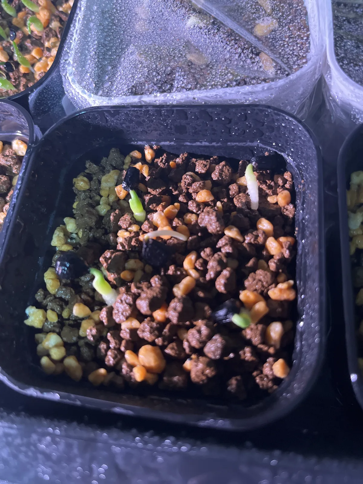 Yucca carnerosana (ユッカ カルネロサーナ)