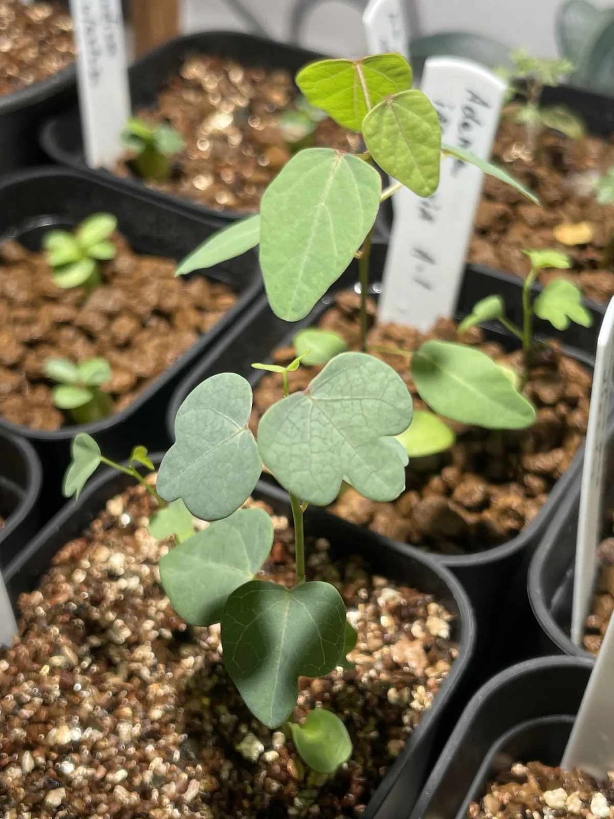 Adenia isaloensis (アデニア イサロエンシス)