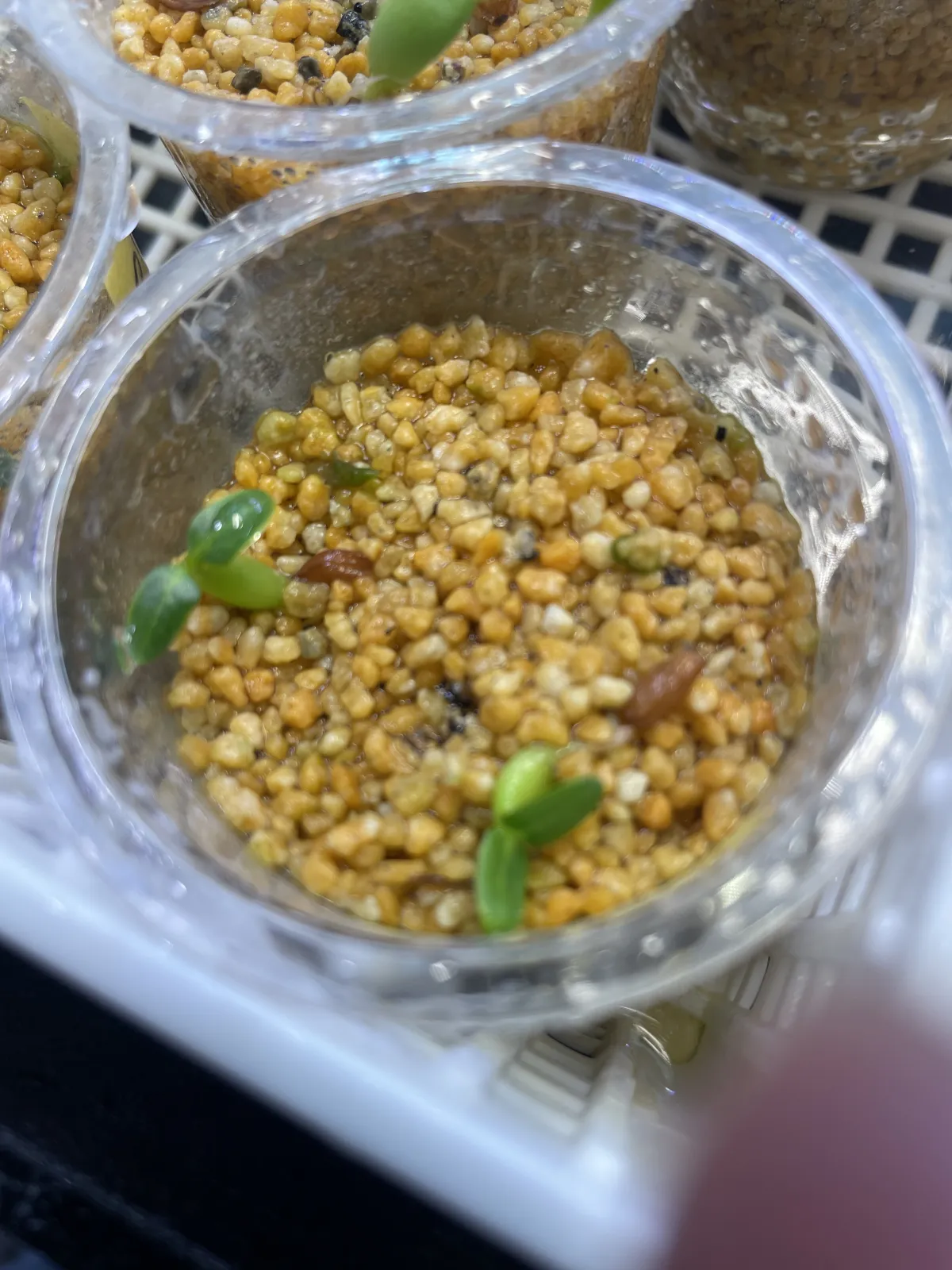 Pachypodium horombense (パキポディウム ホロンベンセ)