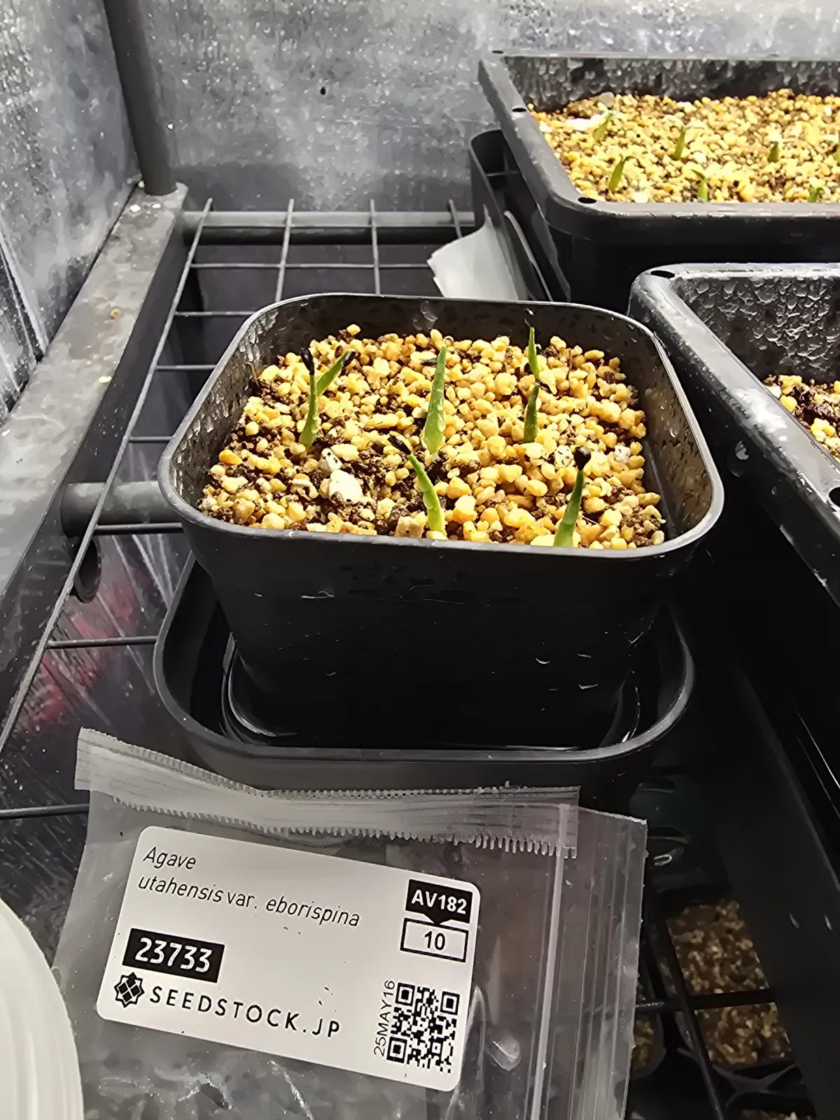 Agave utahensis var. eborispina (アガベ エボリスピナ)