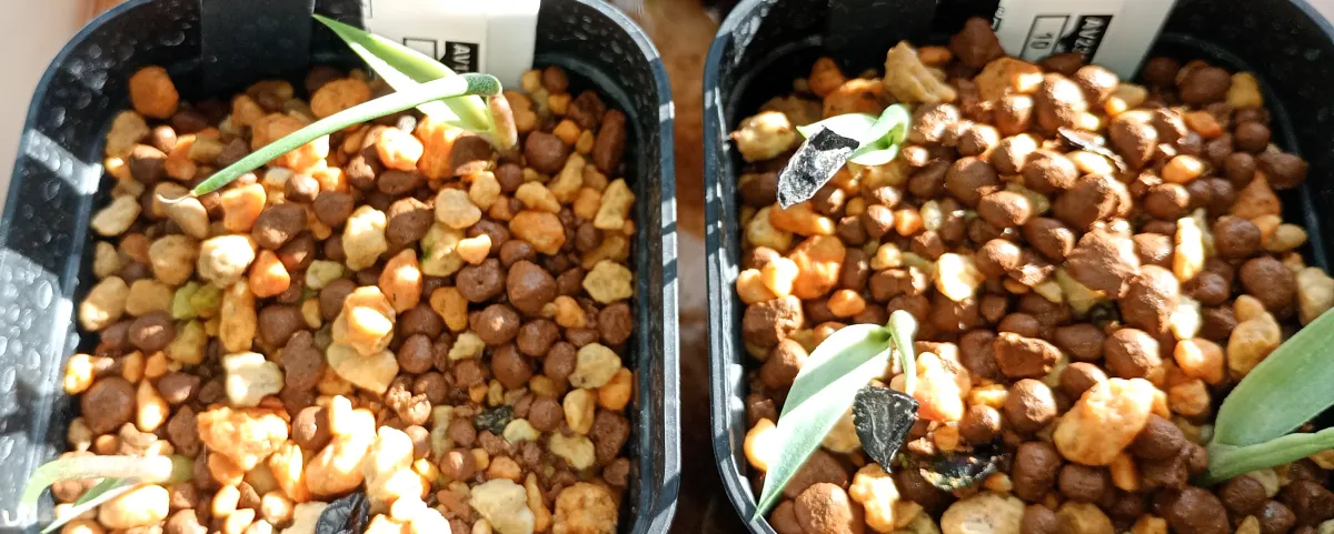 Agave karwinskii (Cuishe) (アガベ カルウィンスキー (Cuishe))