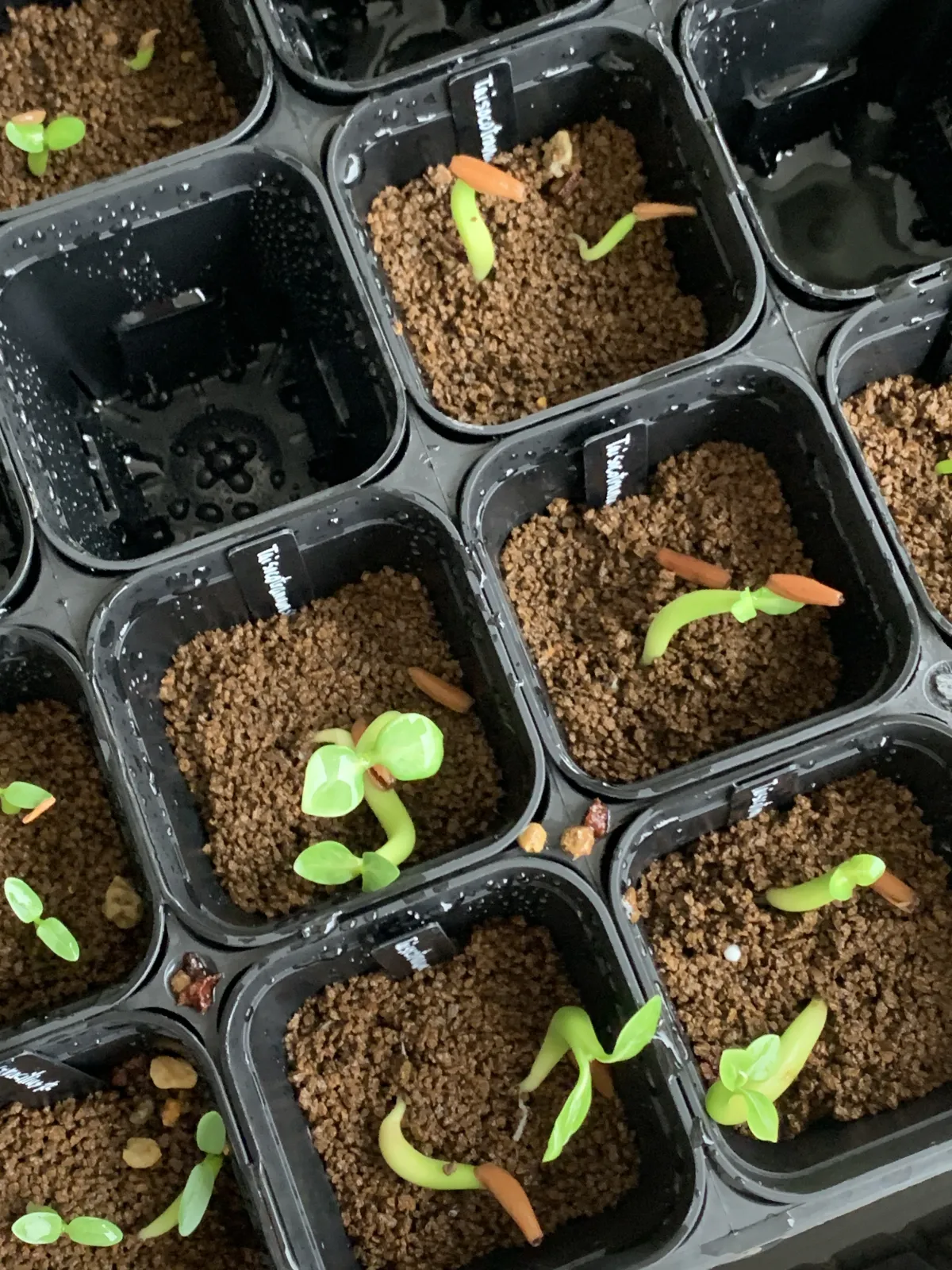 Adenium obesum thai (アデニウム タイ ソコトラナム)