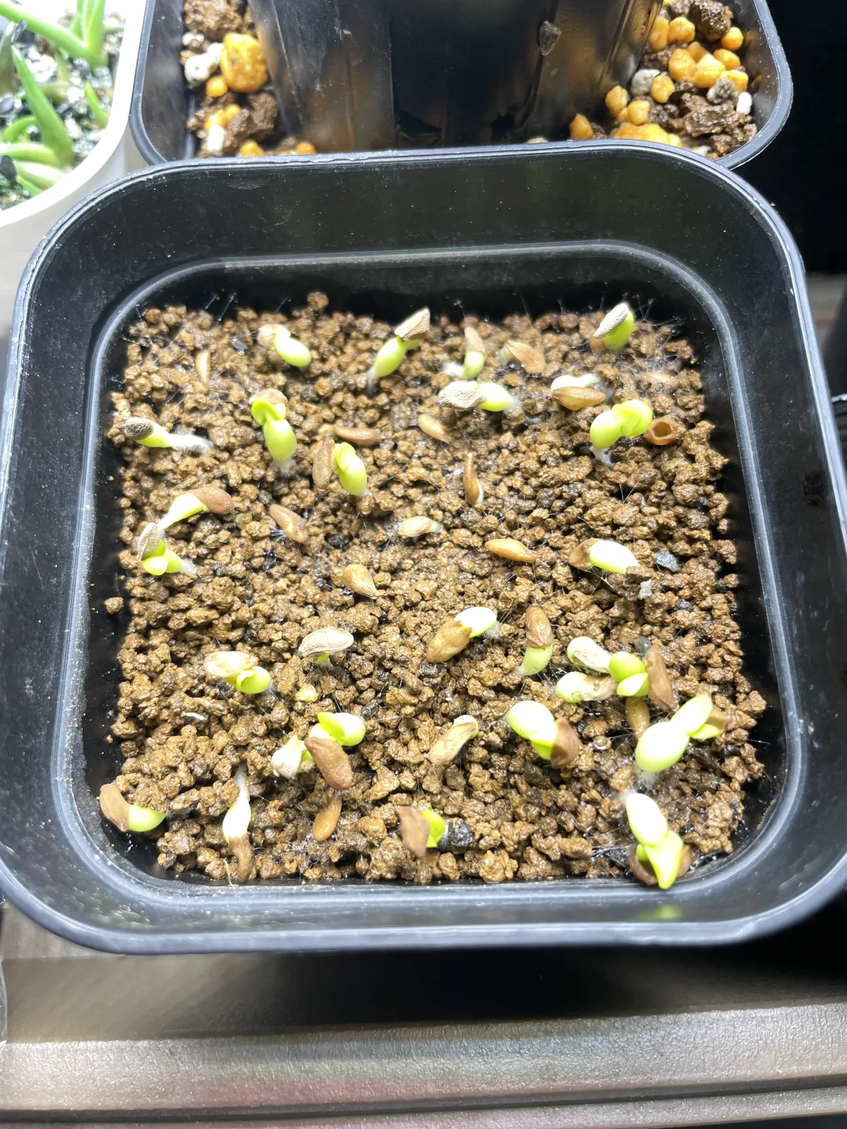 Pachypodium succulentum (パキポディウム サキュレンタム 天馬空)