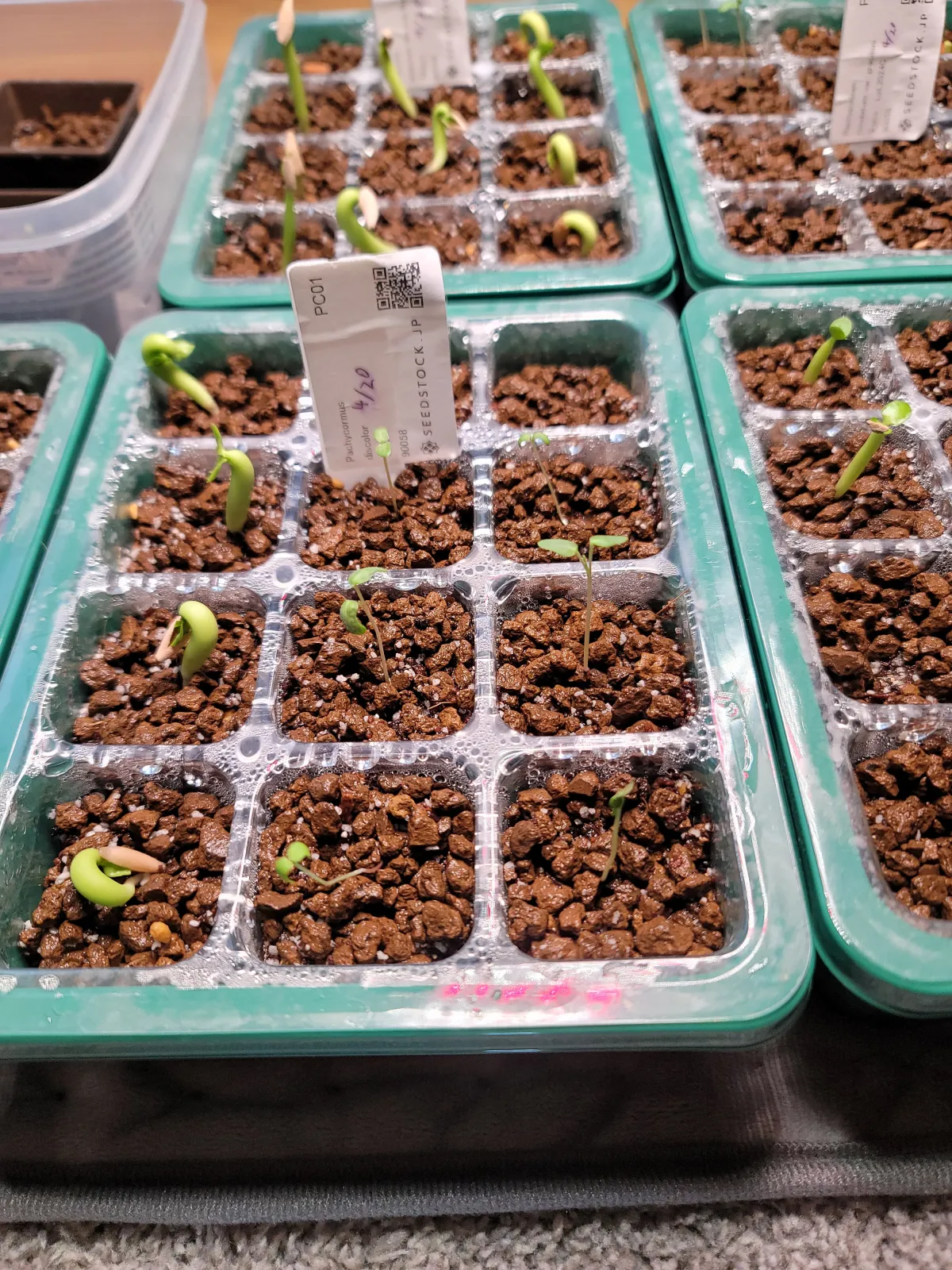 Pachycormus discolor (パキコルムス ディスカラー)