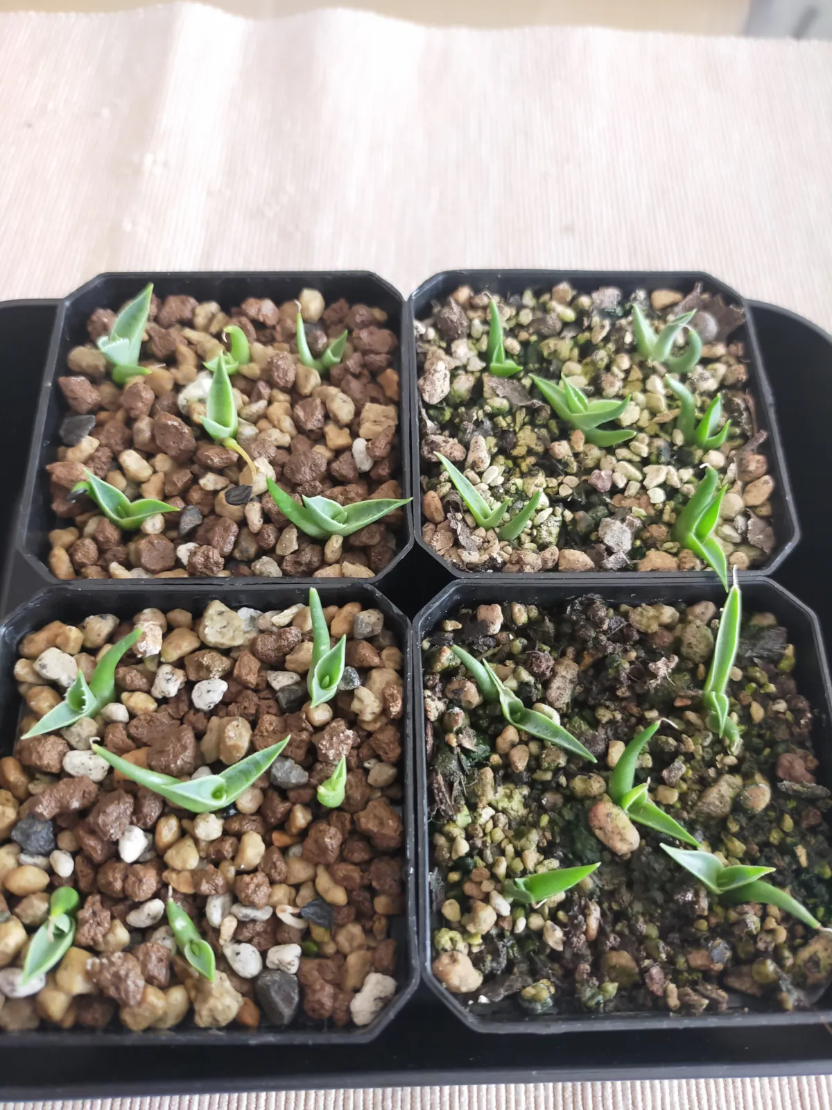 Agave utahensis var. eborispina (アガベ エボリスピナ)