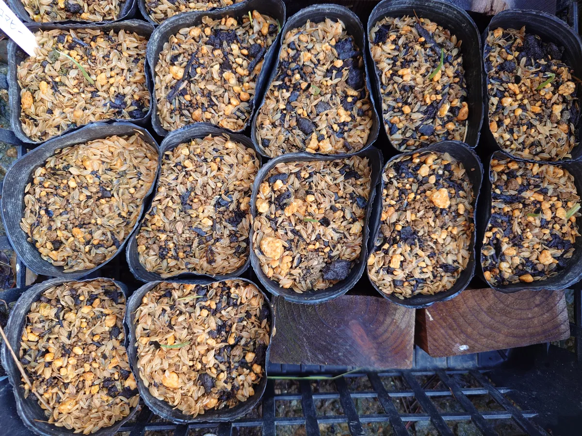 Agave wocomahi (アガベ ワコマヒー)