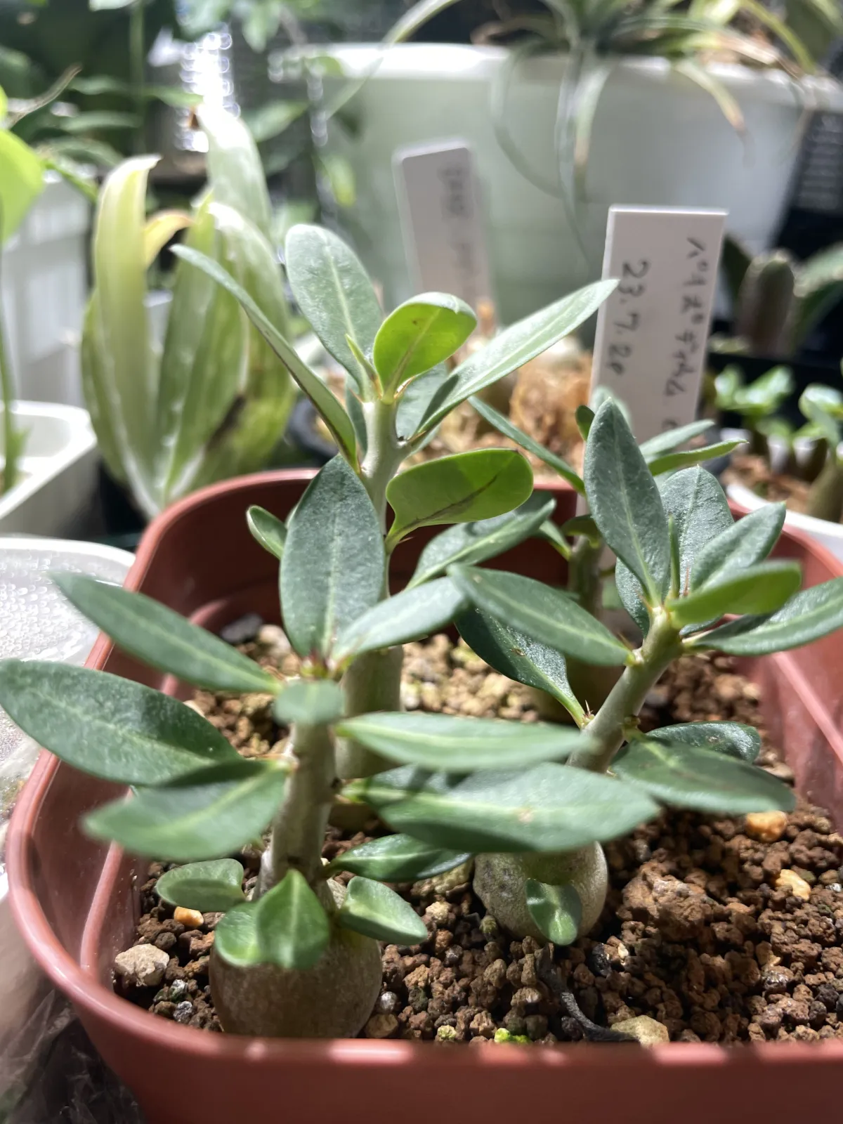 Pachypodium bispinosum (パキポディウム ビスピノーサム)