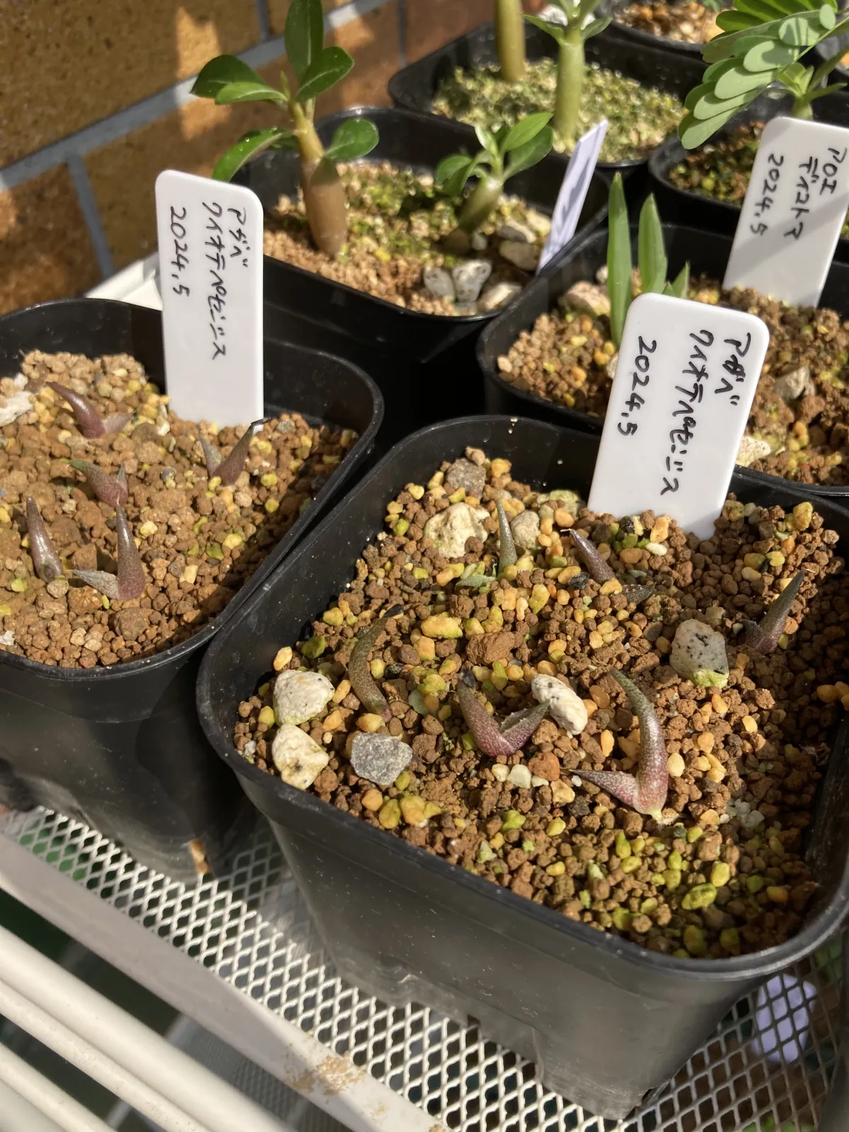 Aloe dichotoma (アロエ ディコトマ)