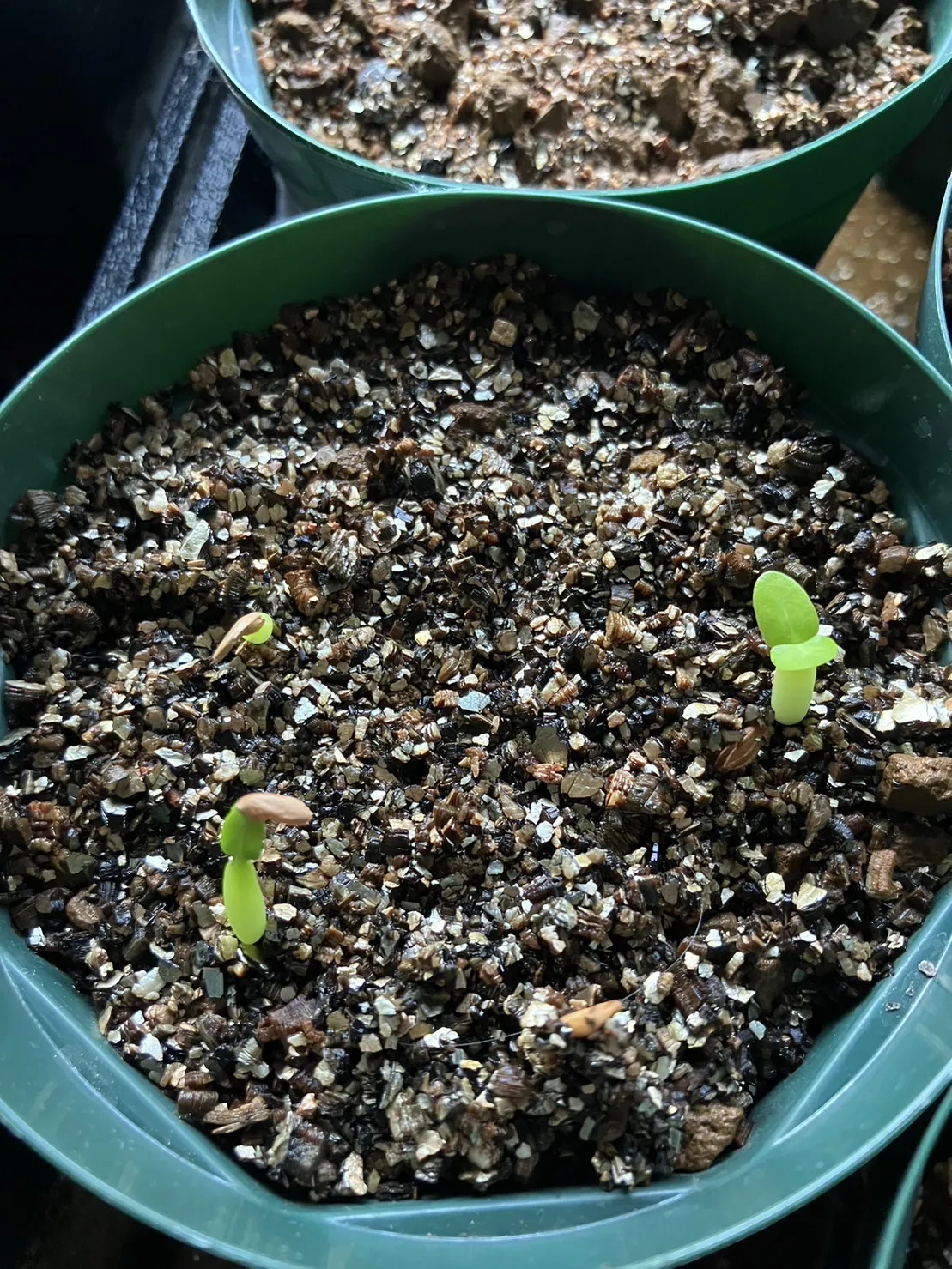 Pachypodium densiflorum var. densiflorum (パキポディウム デンシフローラム)