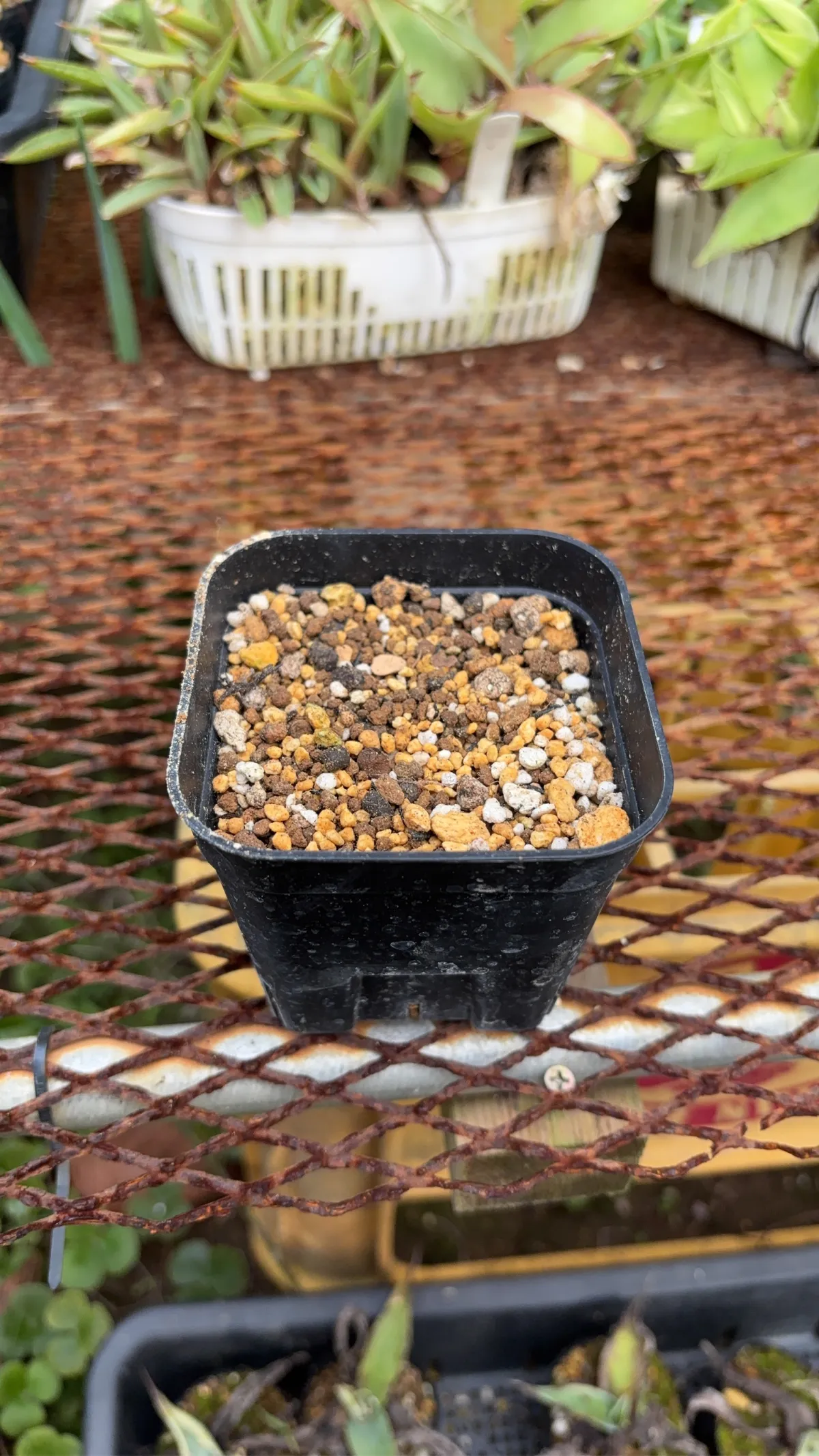 Philodendron lentii (フィロデンドロン レンティ)