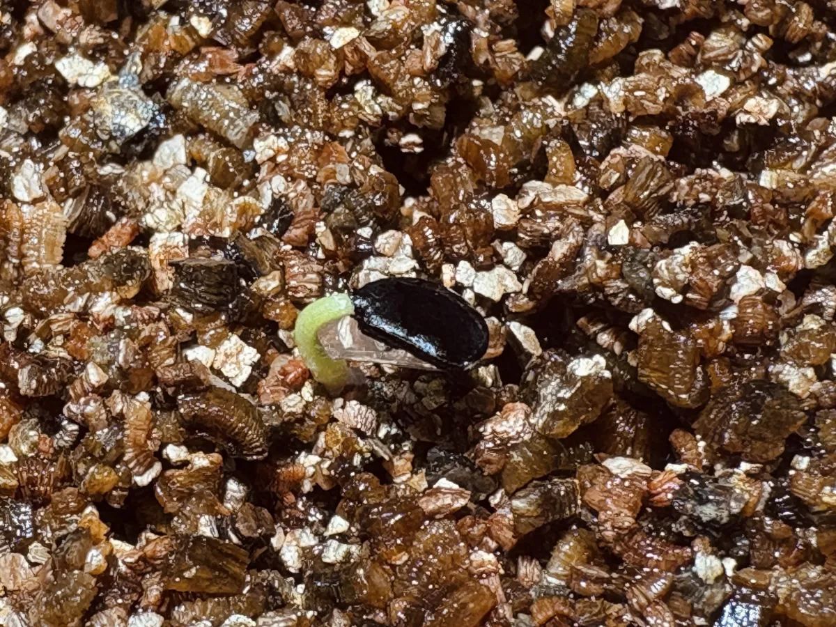 Agave utahensis var. eborispina (アガベ エボリスピナ)