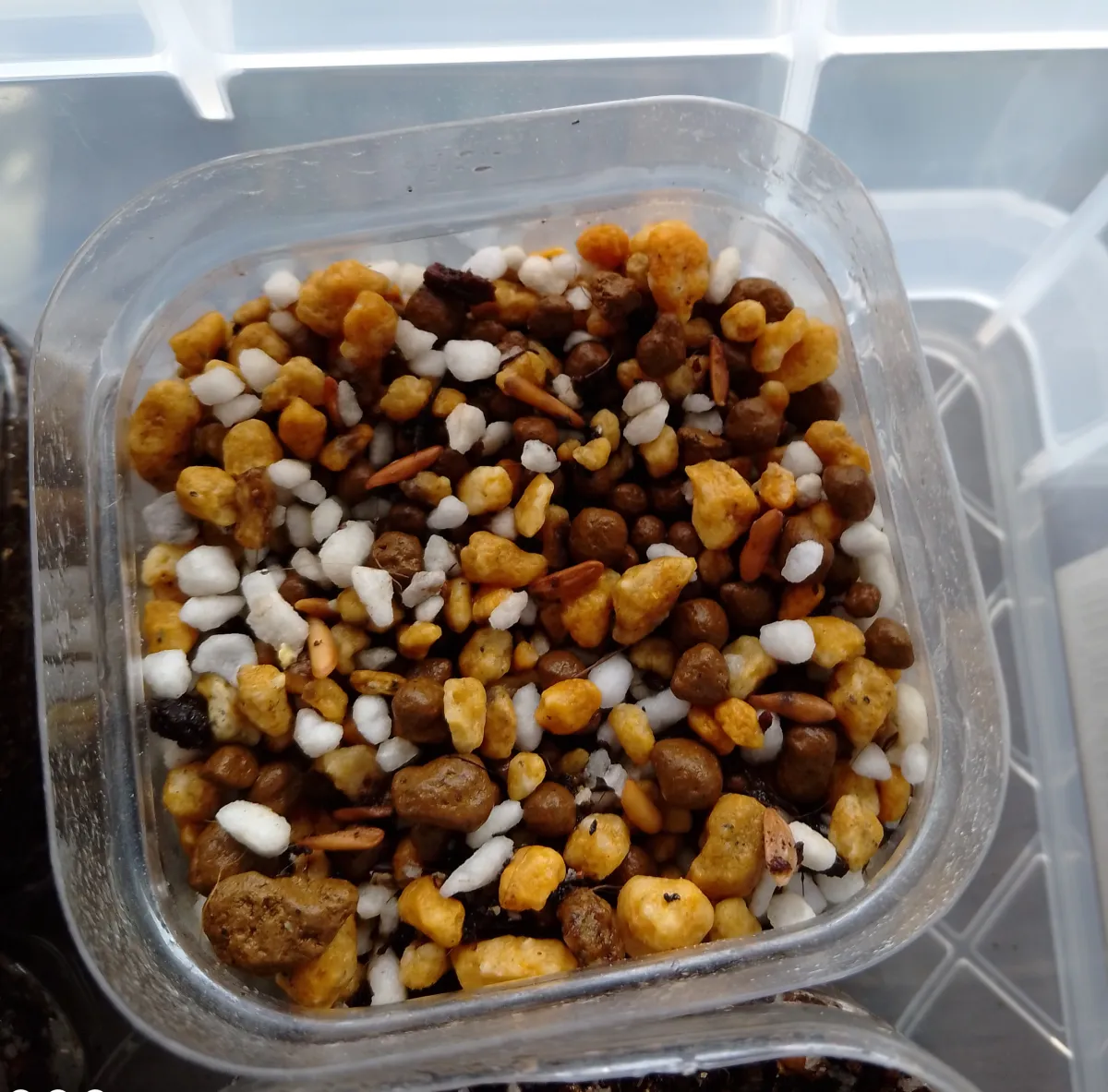 [無料種子] 発芽難 パキポディウム グラキリス　 Pachypodium rosulatum var. gracilius