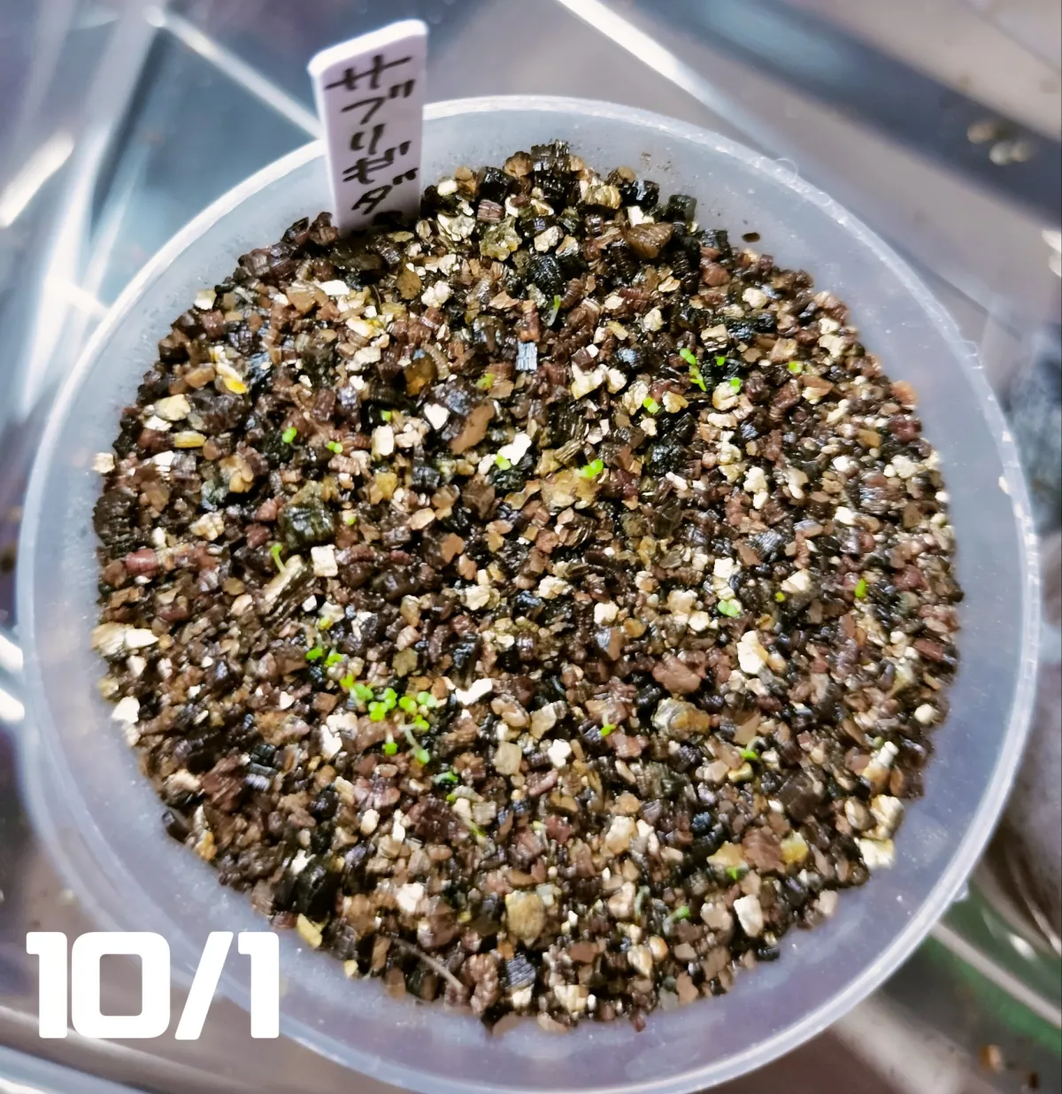 Echeveria subrigida (エケベリア サブリギダ)