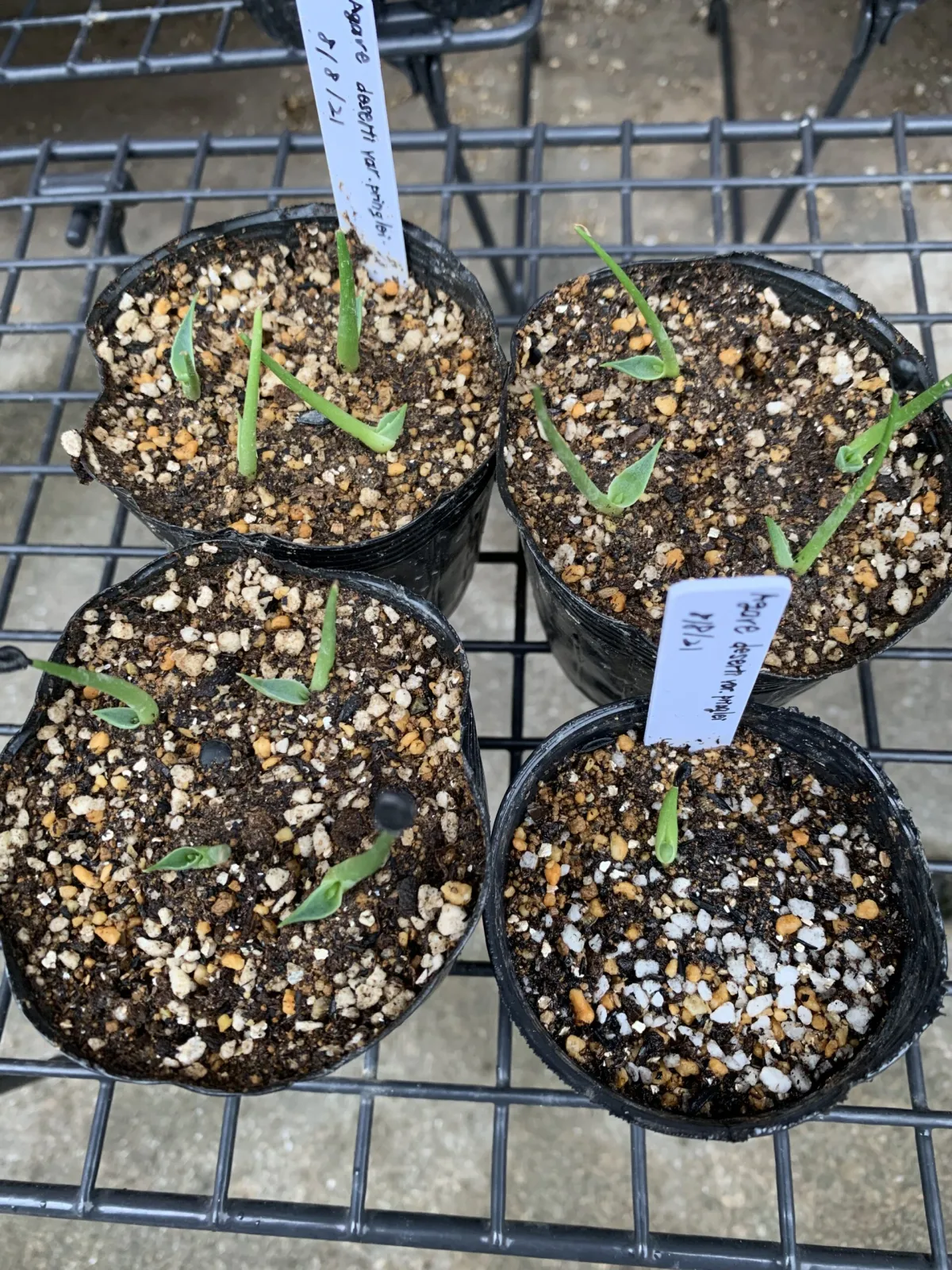 Agave deserti var. pringlei (アガベ プリングレイ)