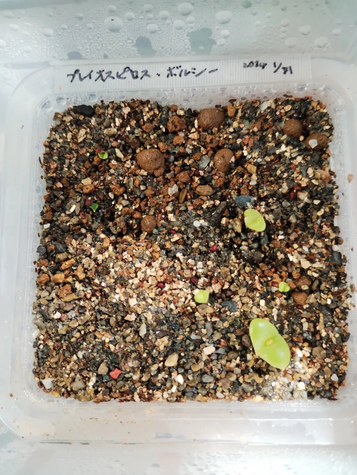 Pleiospilos bolusii (プレイオスピロス ボルシー)