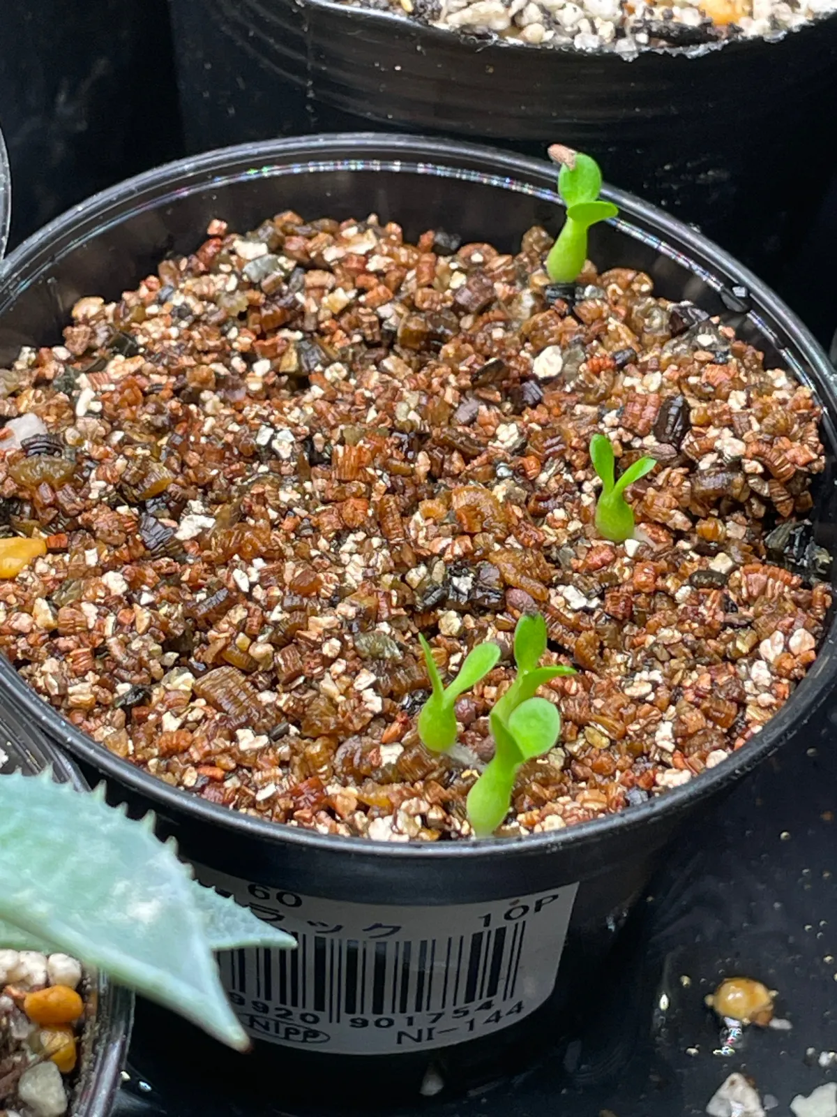 Pachypodium brevicaule (パキポディウム ブレビカウレ（短茎） ())