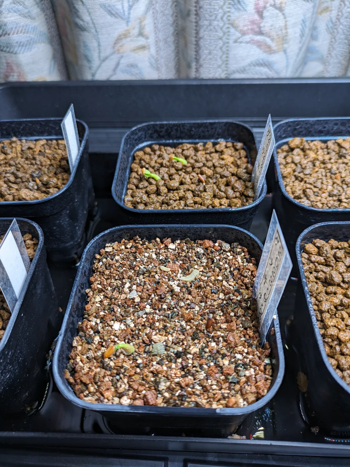 Pachypodium rosulatum var. gracilius (パキポディウム グラキリス)