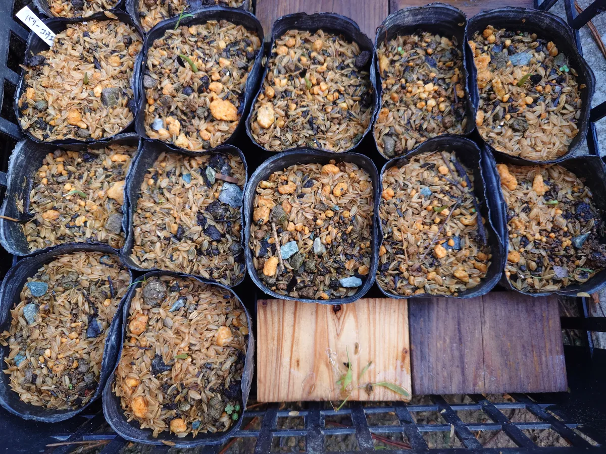 Agave parryi var. couesii (アガベ コウエシー)