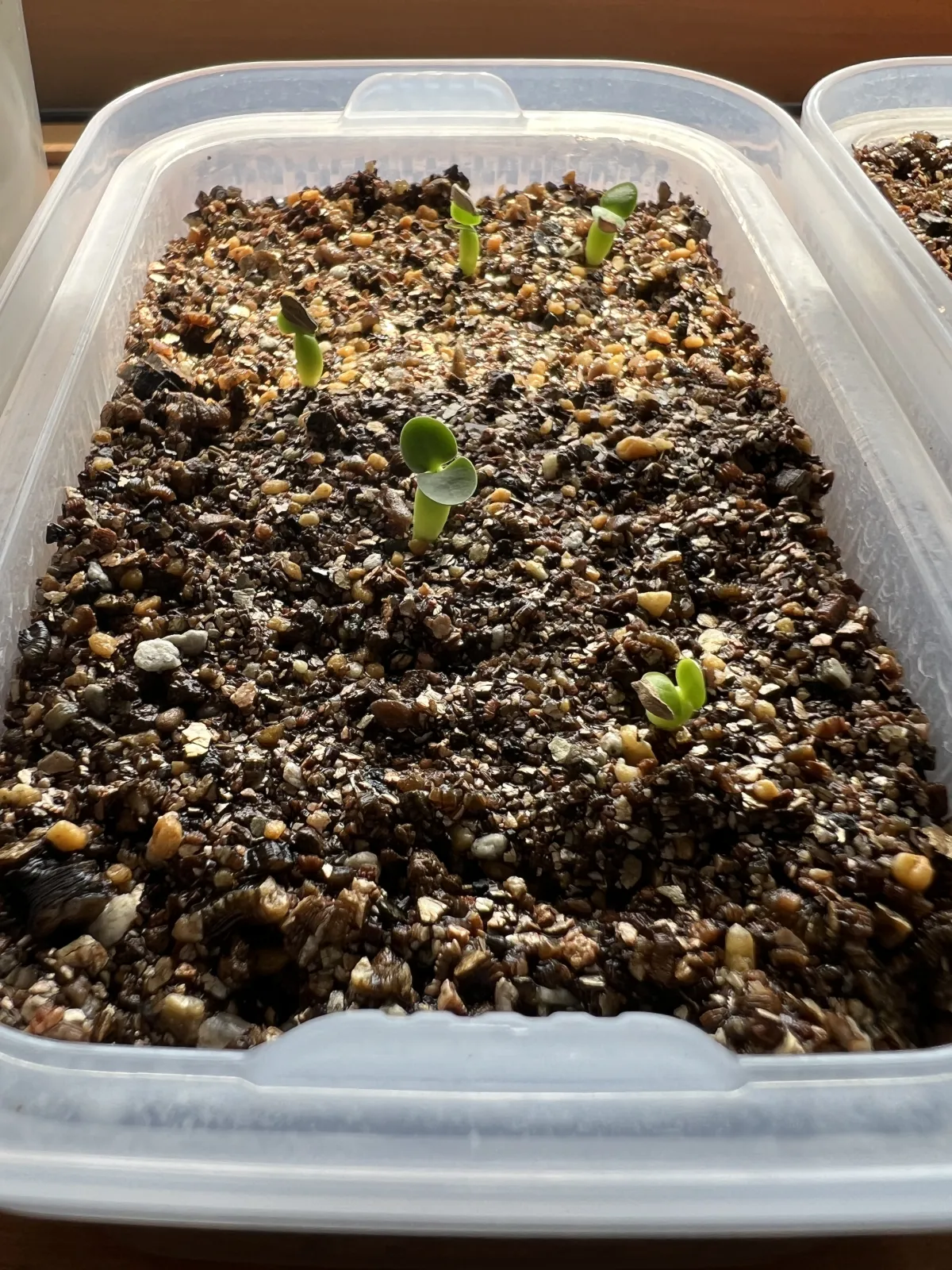 Pachypodium succulentum (パキポディウム サキュレンタム 天馬空)