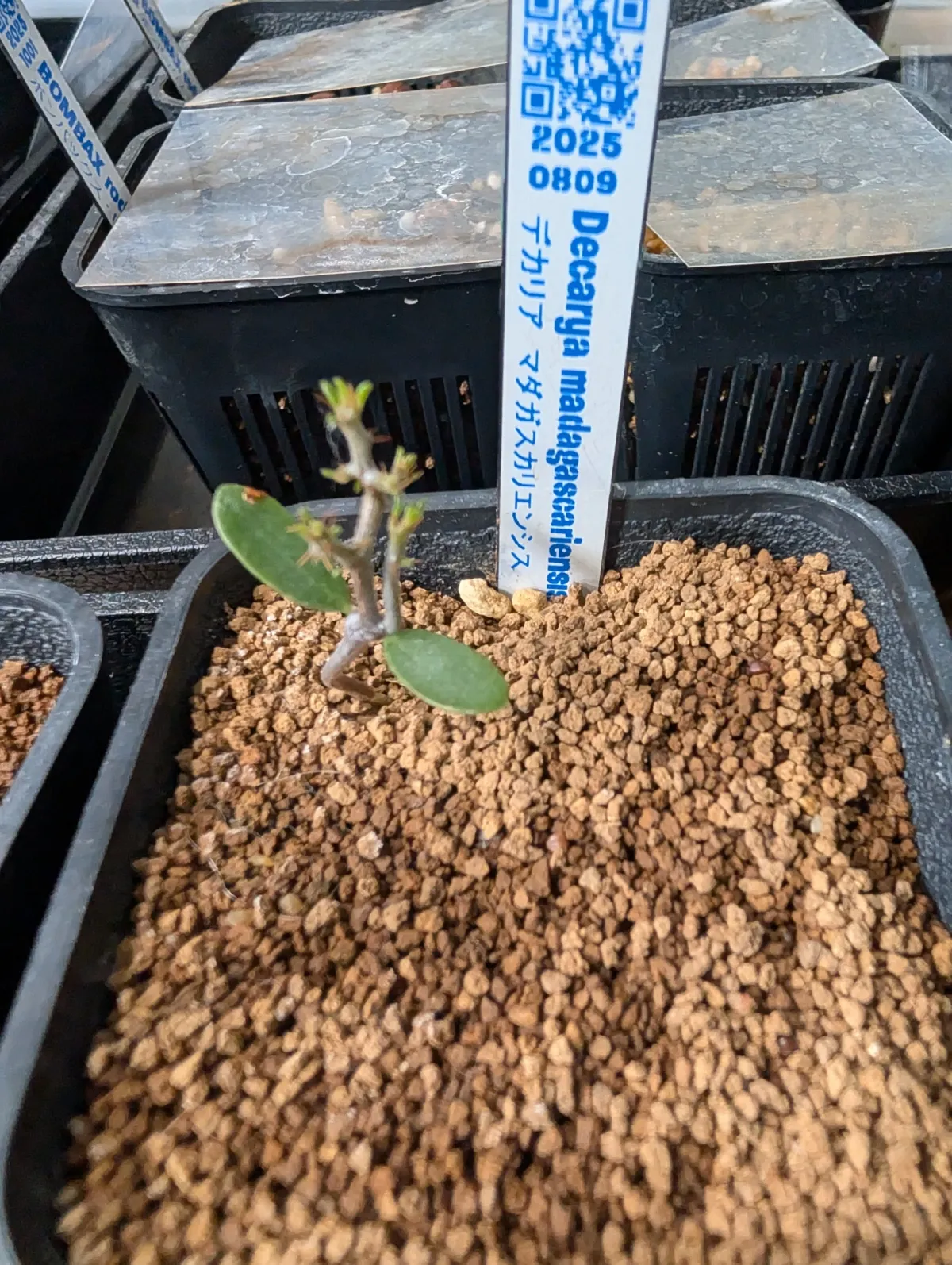 Decarya madagascariensis (デカリア マダガスカリエンシス)