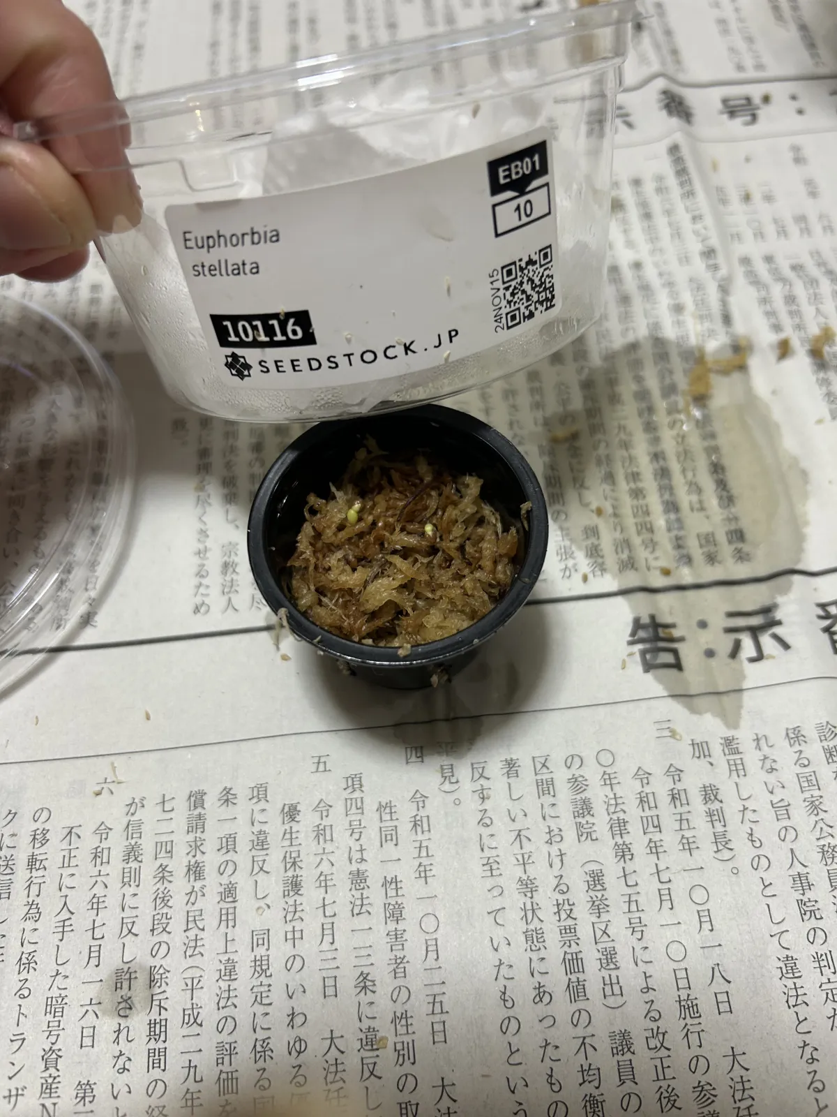 Euphorbia stellata (ユーフォルビア ステラータ 飛竜)