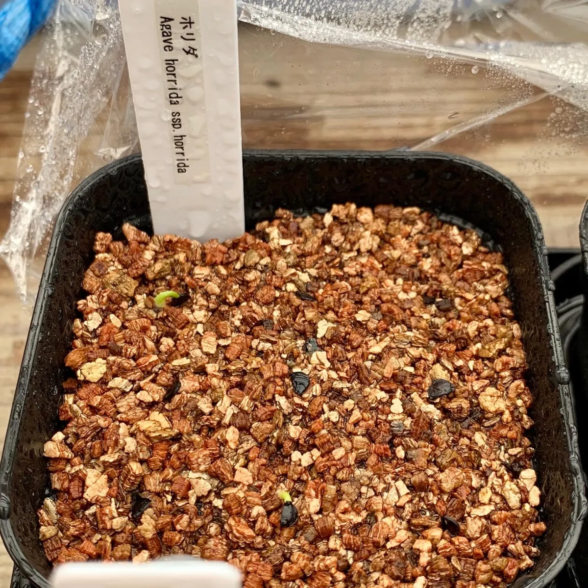 Agave horrida ssp. horrida (アガベ ホリダ)