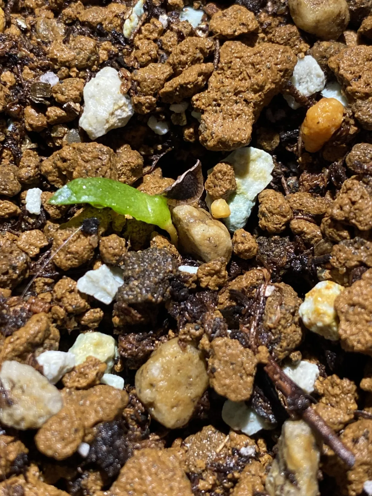 Aloe polyphylla (アロエ ポリフィラ)