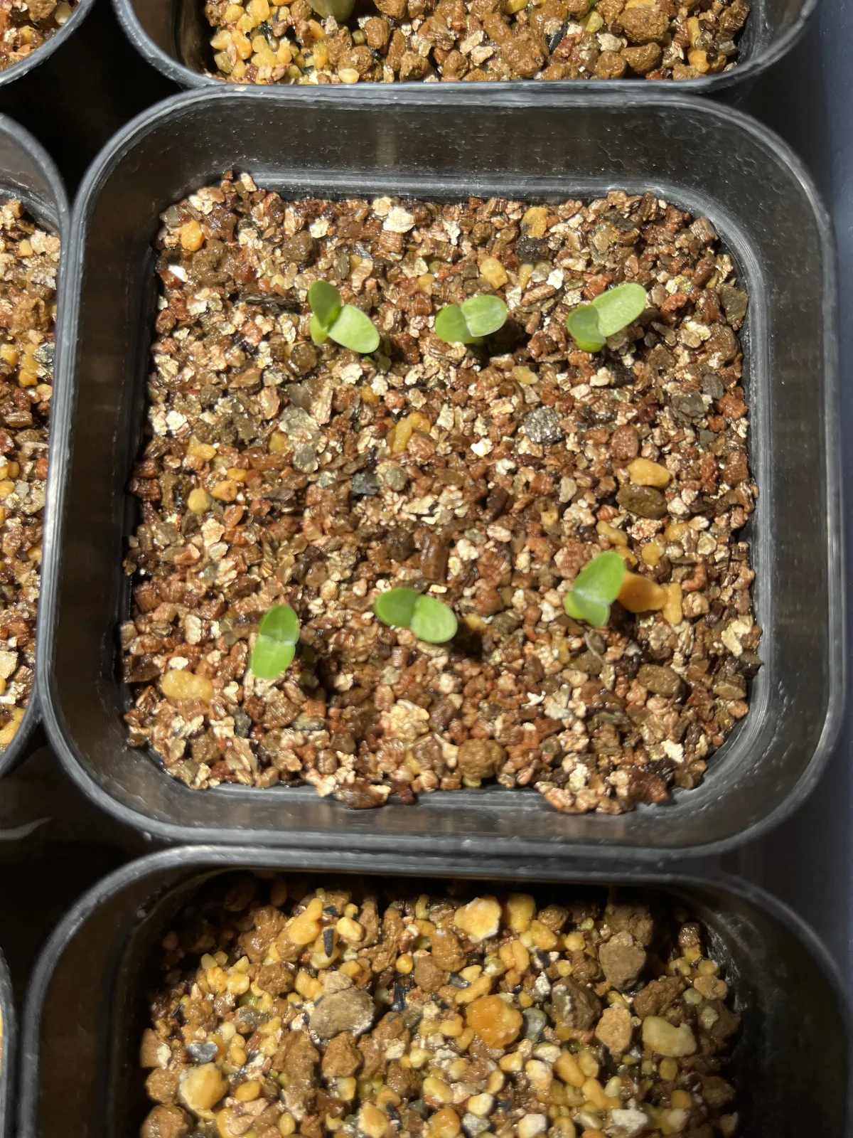 Pachypodium enigmaticum (パキポディウム エニグマチカム)