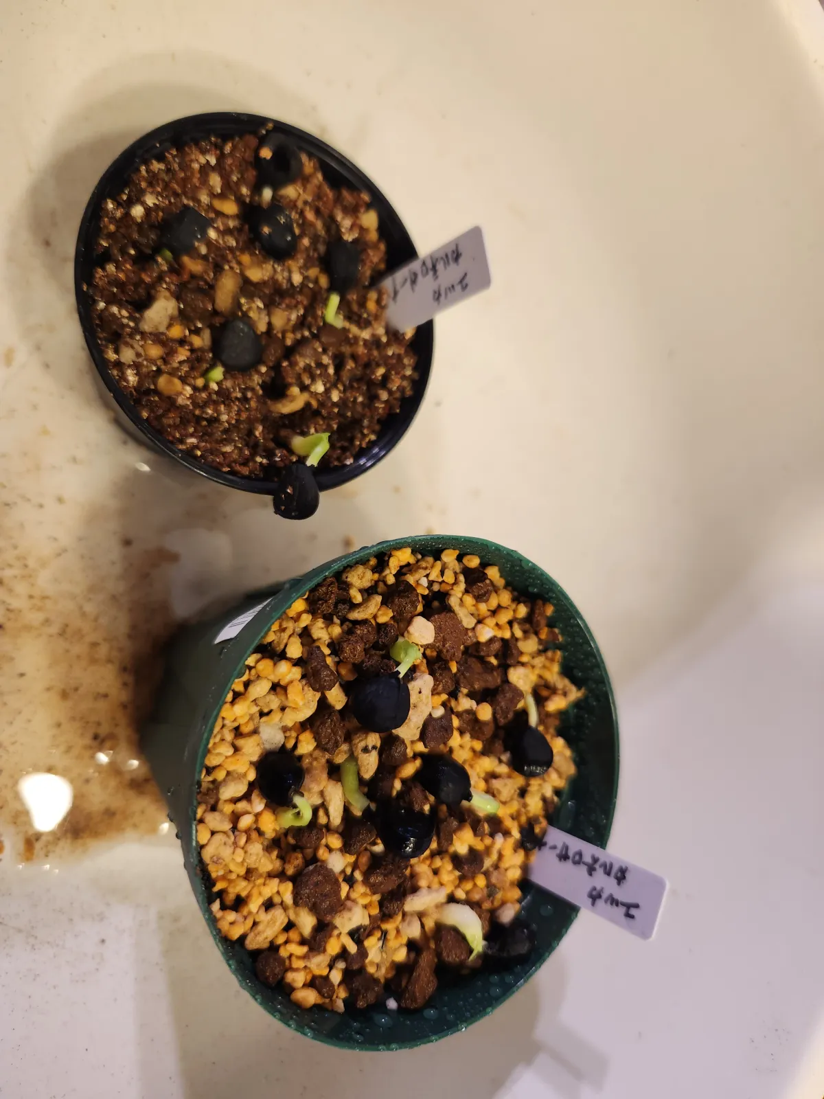 Yucca carnerosana (ユッカ カルネロサーナ)